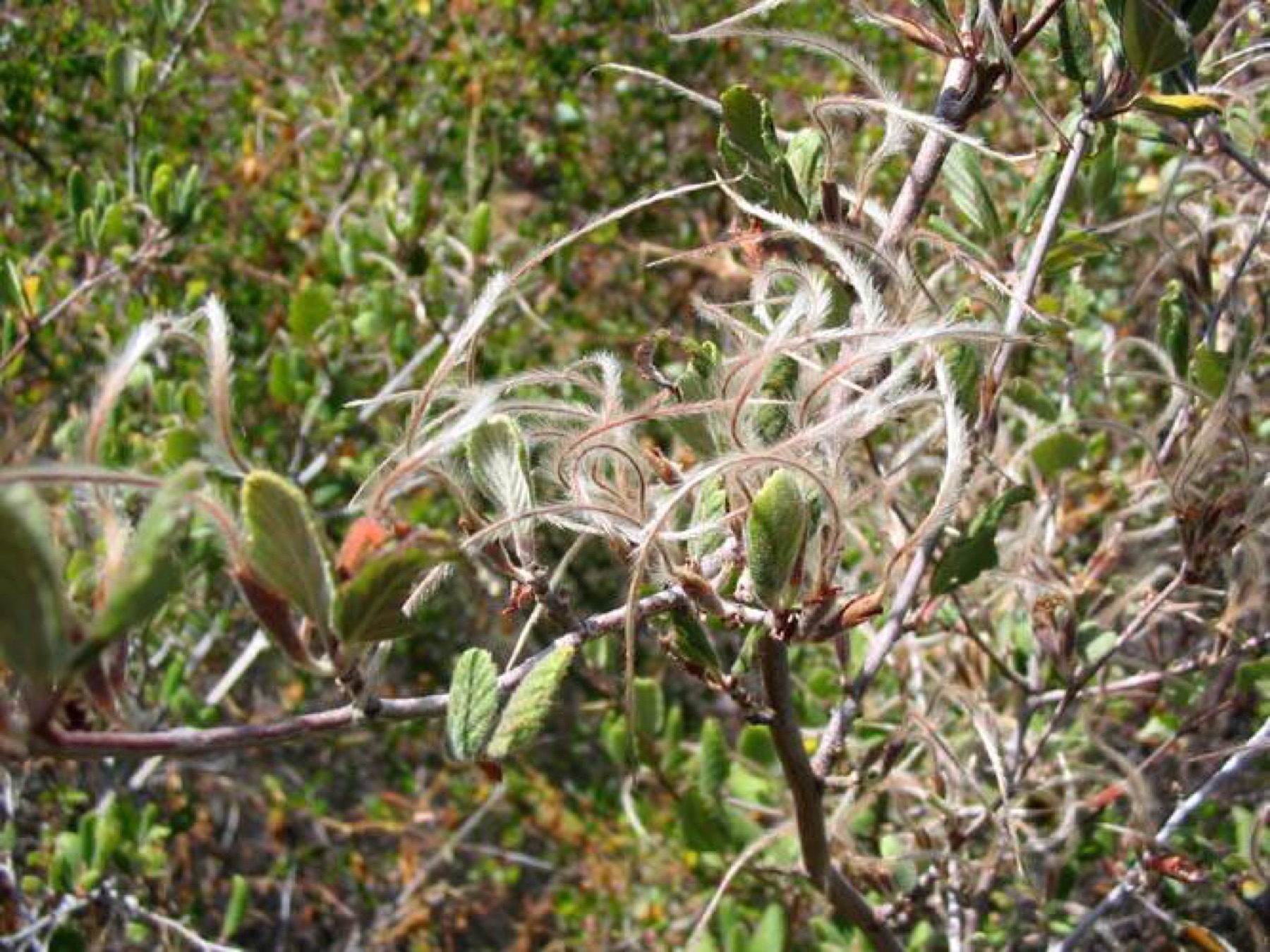 Birchleaf Mountain Mahogany — photo 17