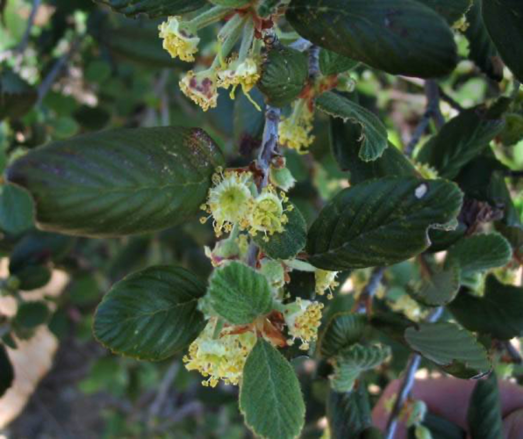 Birchleaf Mountain Mahogany — photo 18