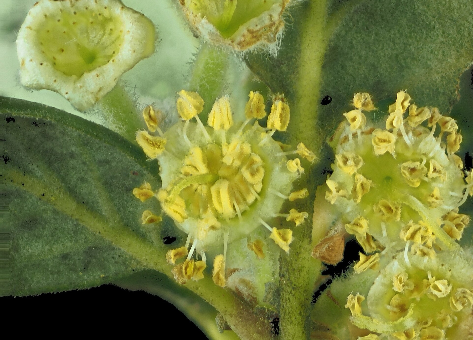 Birchleaf Mountain Mahogany — photo 19