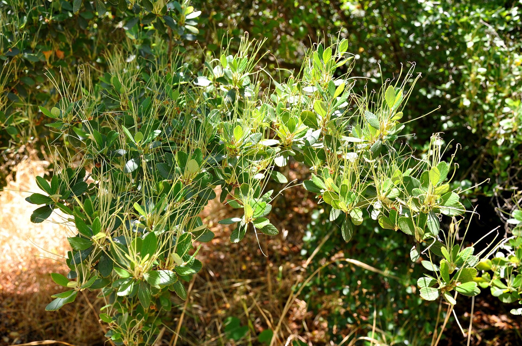 Birchleaf Mountain Mahogany — photo 21
