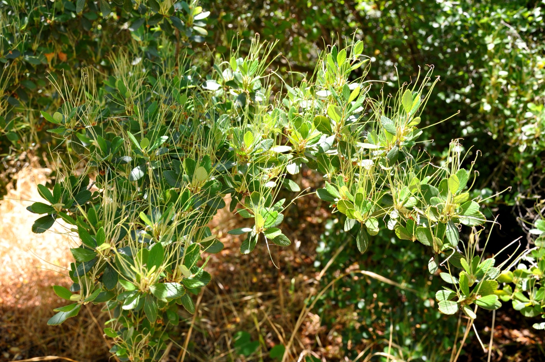Birchleaf Mountain Mahogany — photo 22