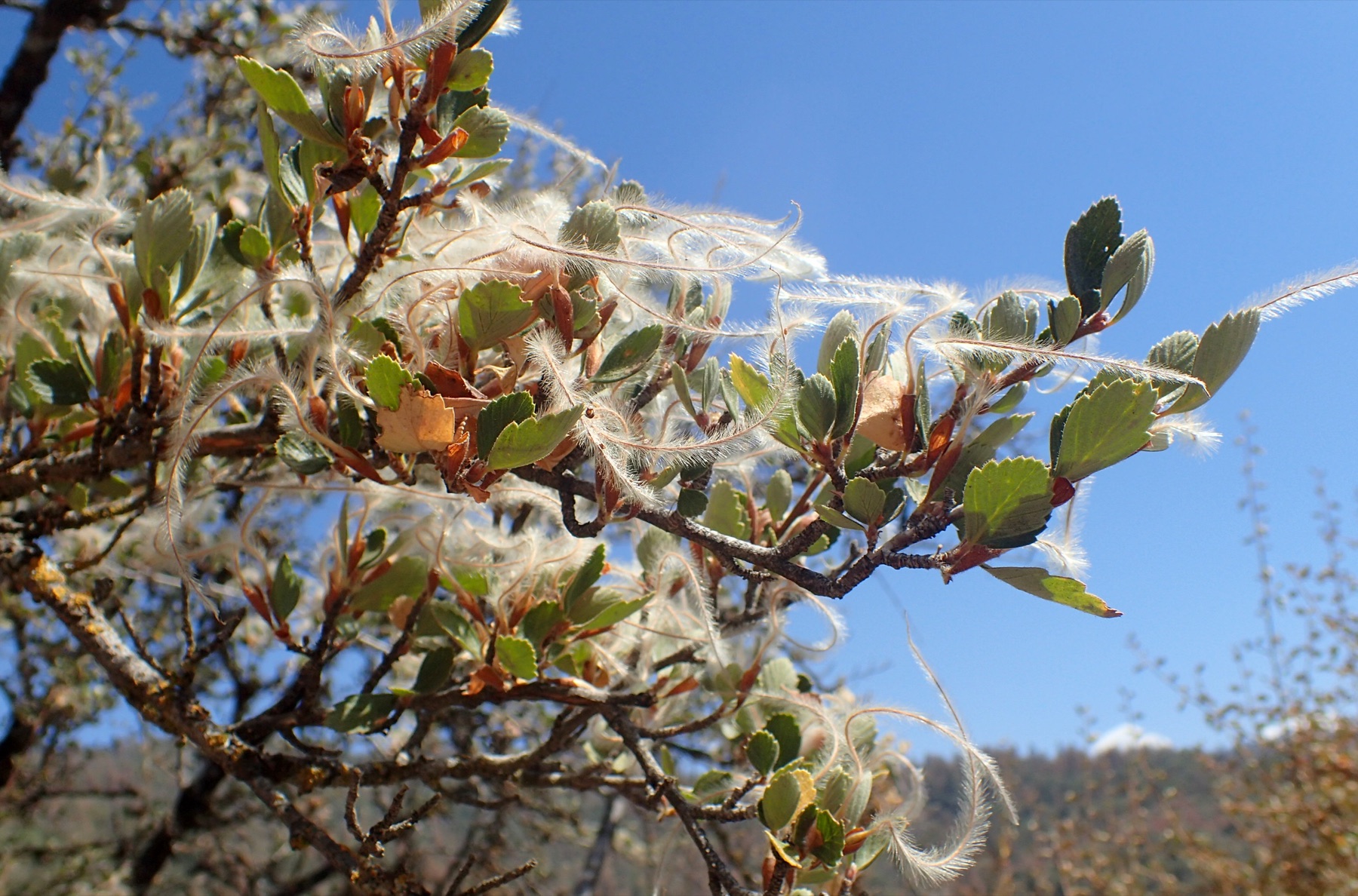 Birchleaf Mountain Mahogany — photo 23
