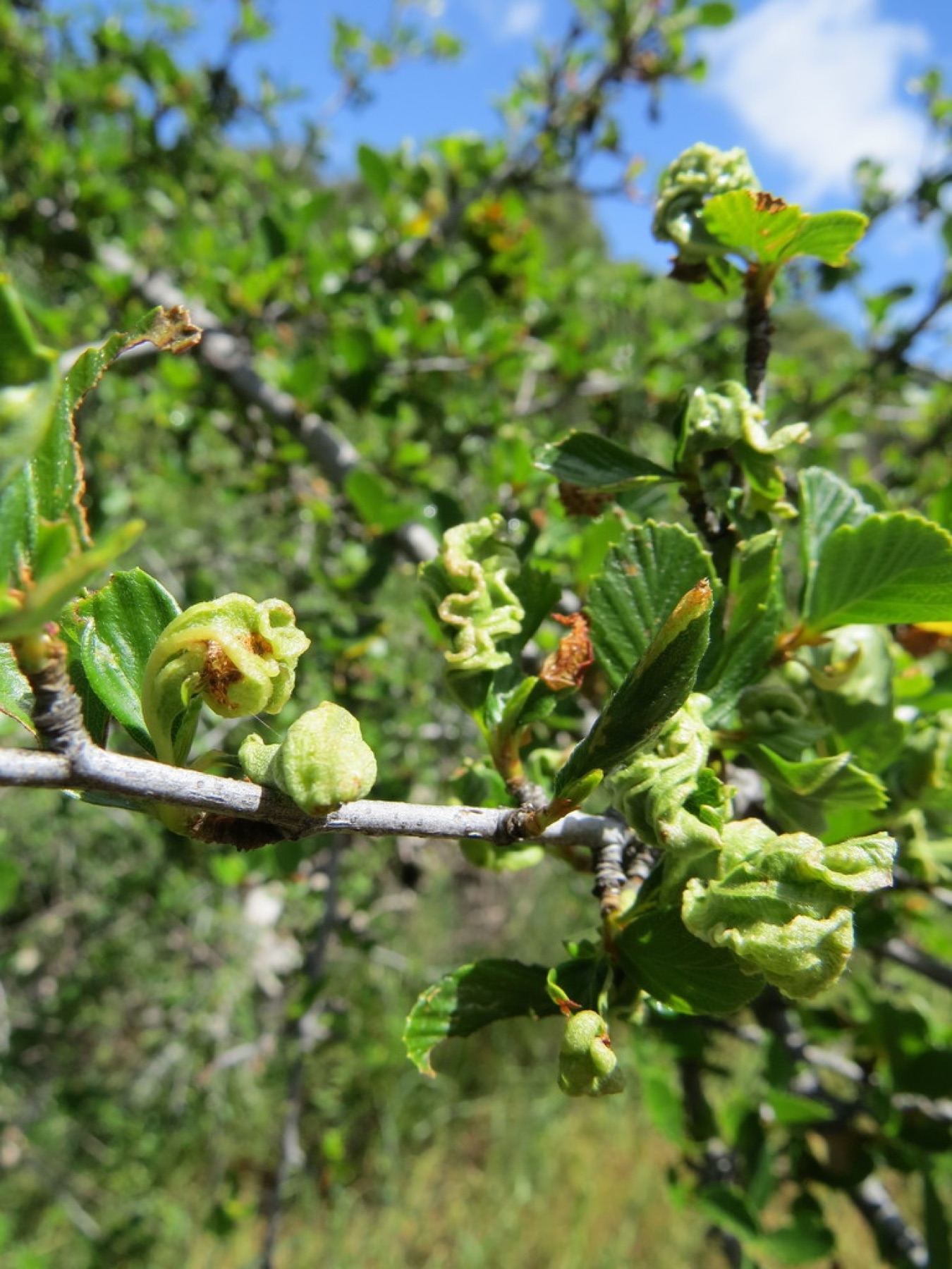 Birchleaf Mountain Mahogany