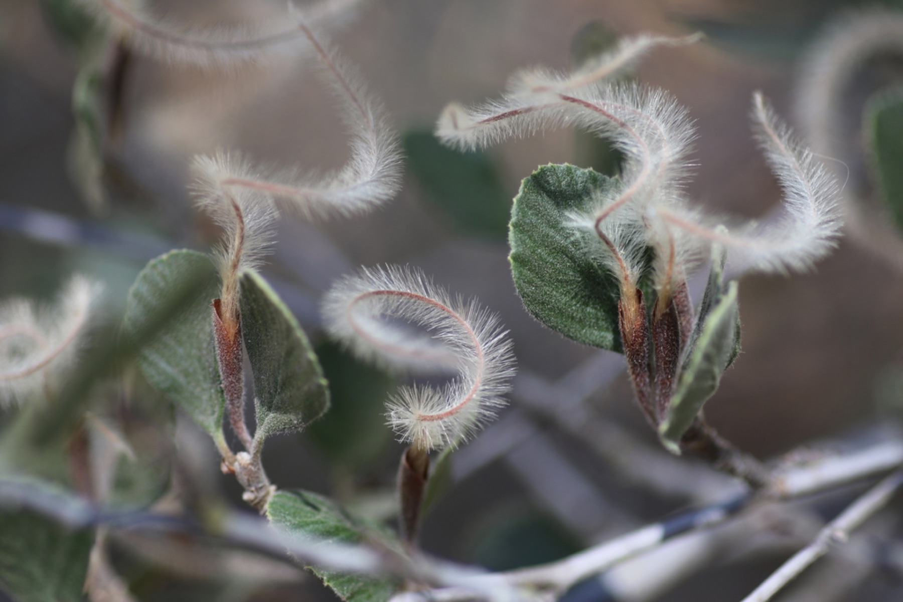 Birchleaf Mountain Mahogany — photo 2
