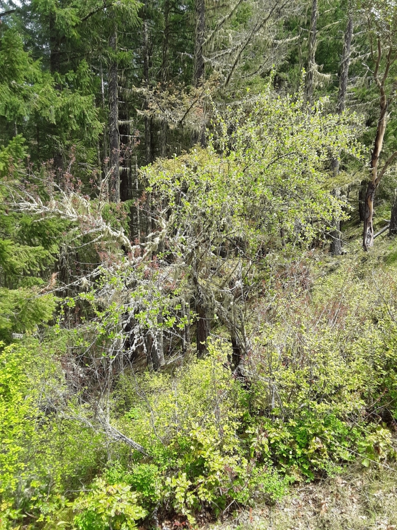 Birchleaf Mountain Mahogany — photo 3