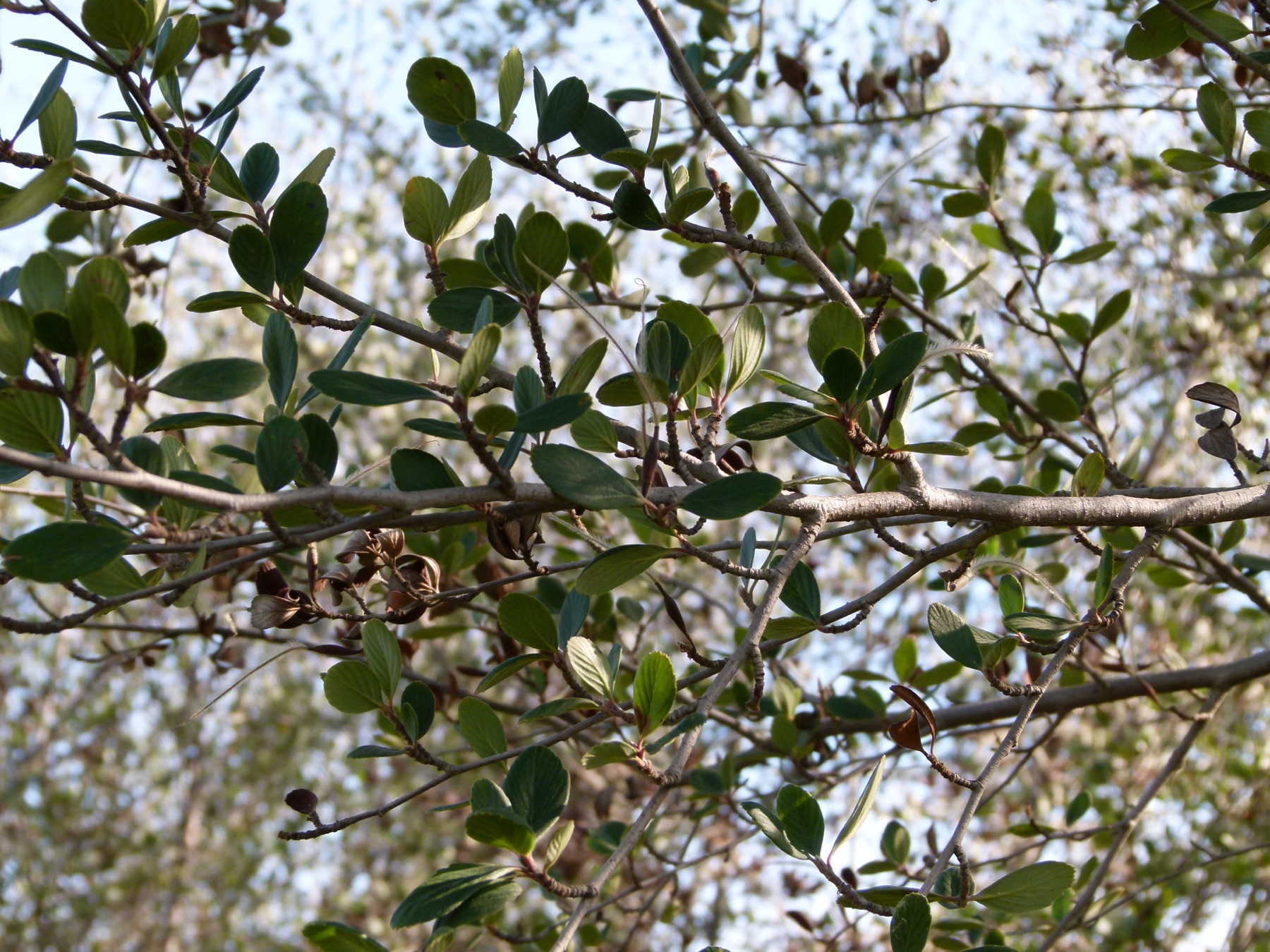 Birchleaf Mountain Mahogany — photo 5