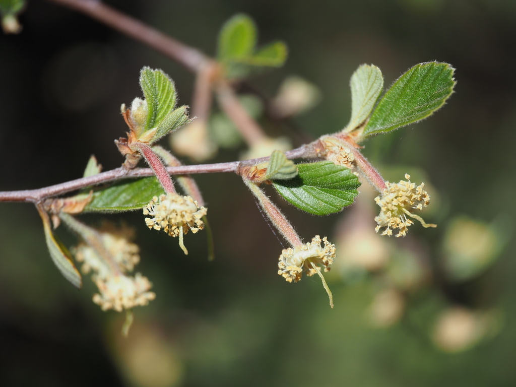Birchleaf Mountain Mahogany — photo 24