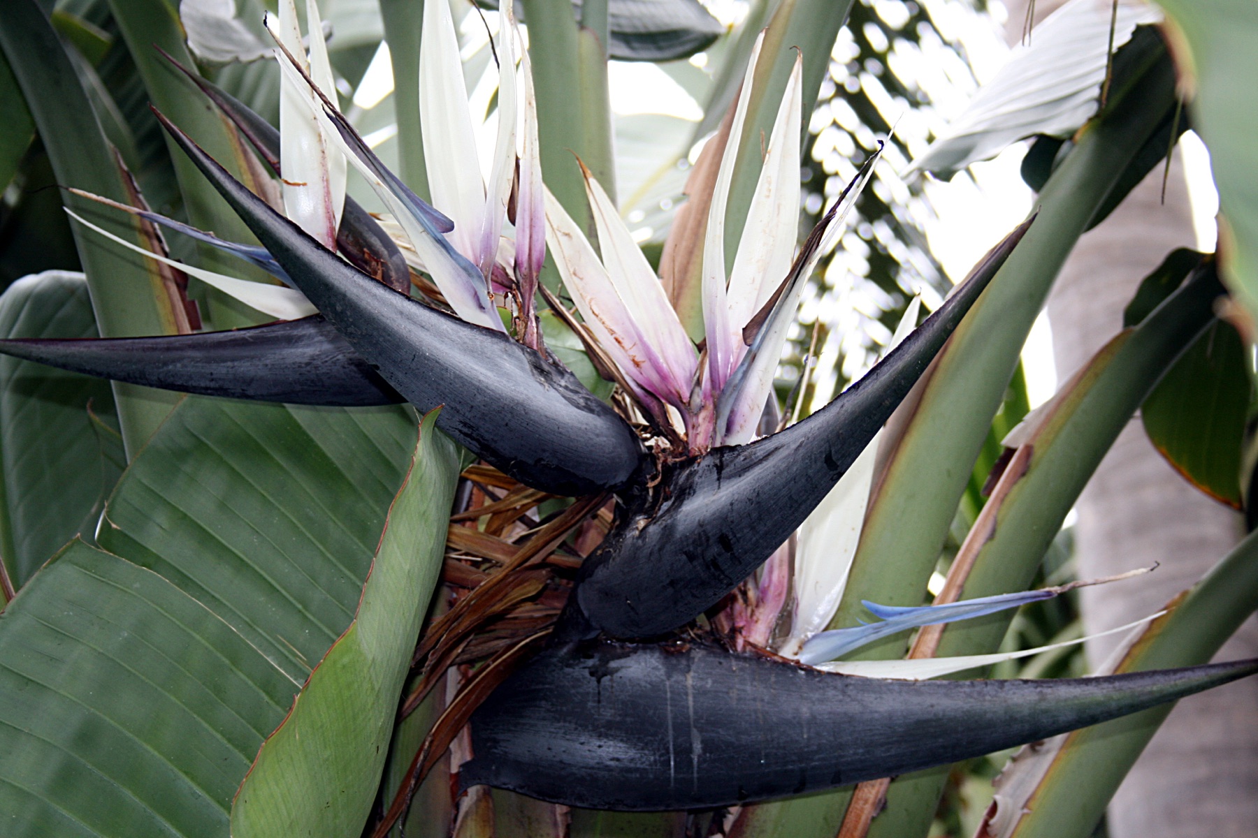 Bird of Paradise — photo 6