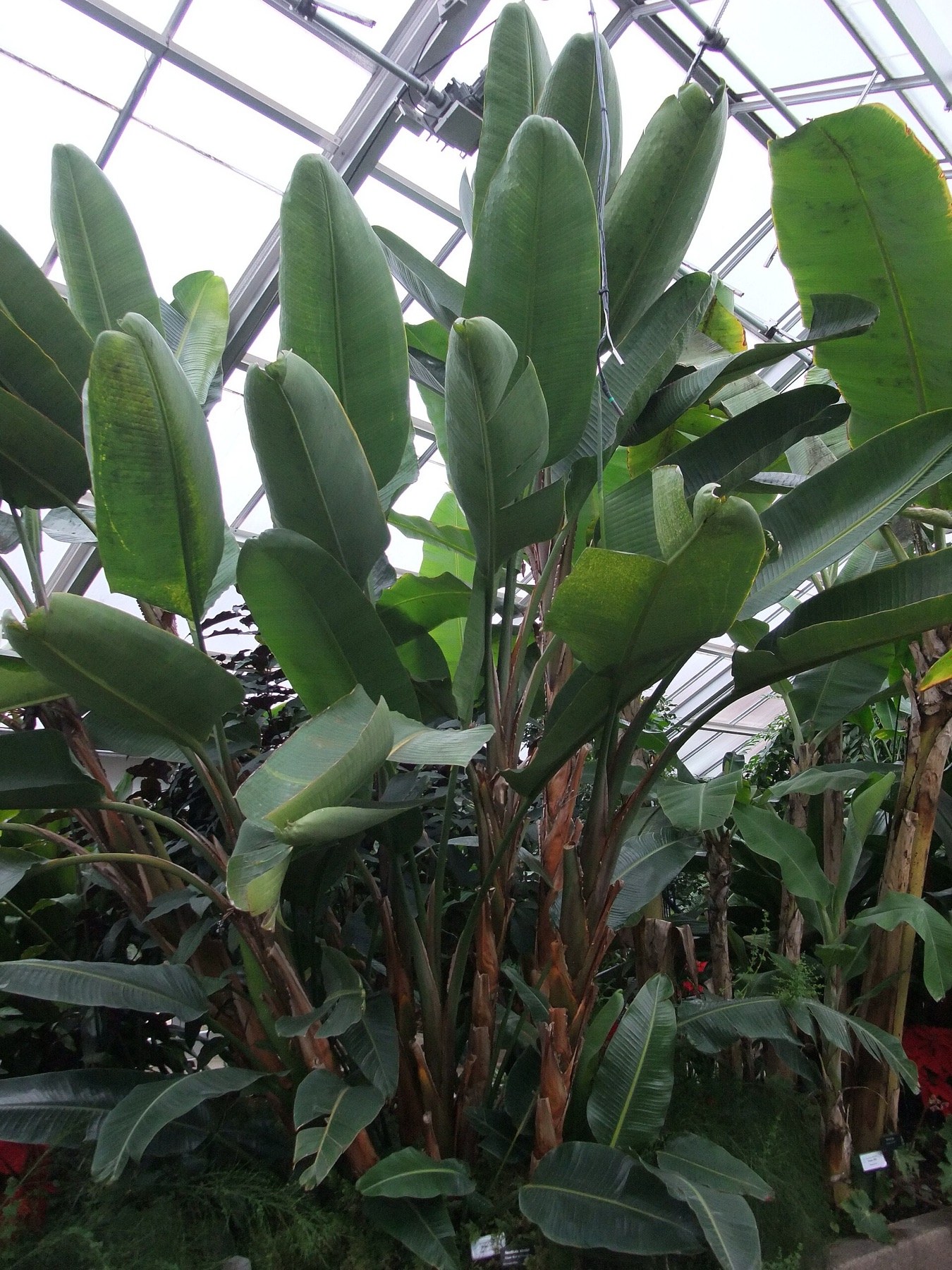 Bird of Paradise — photo 7