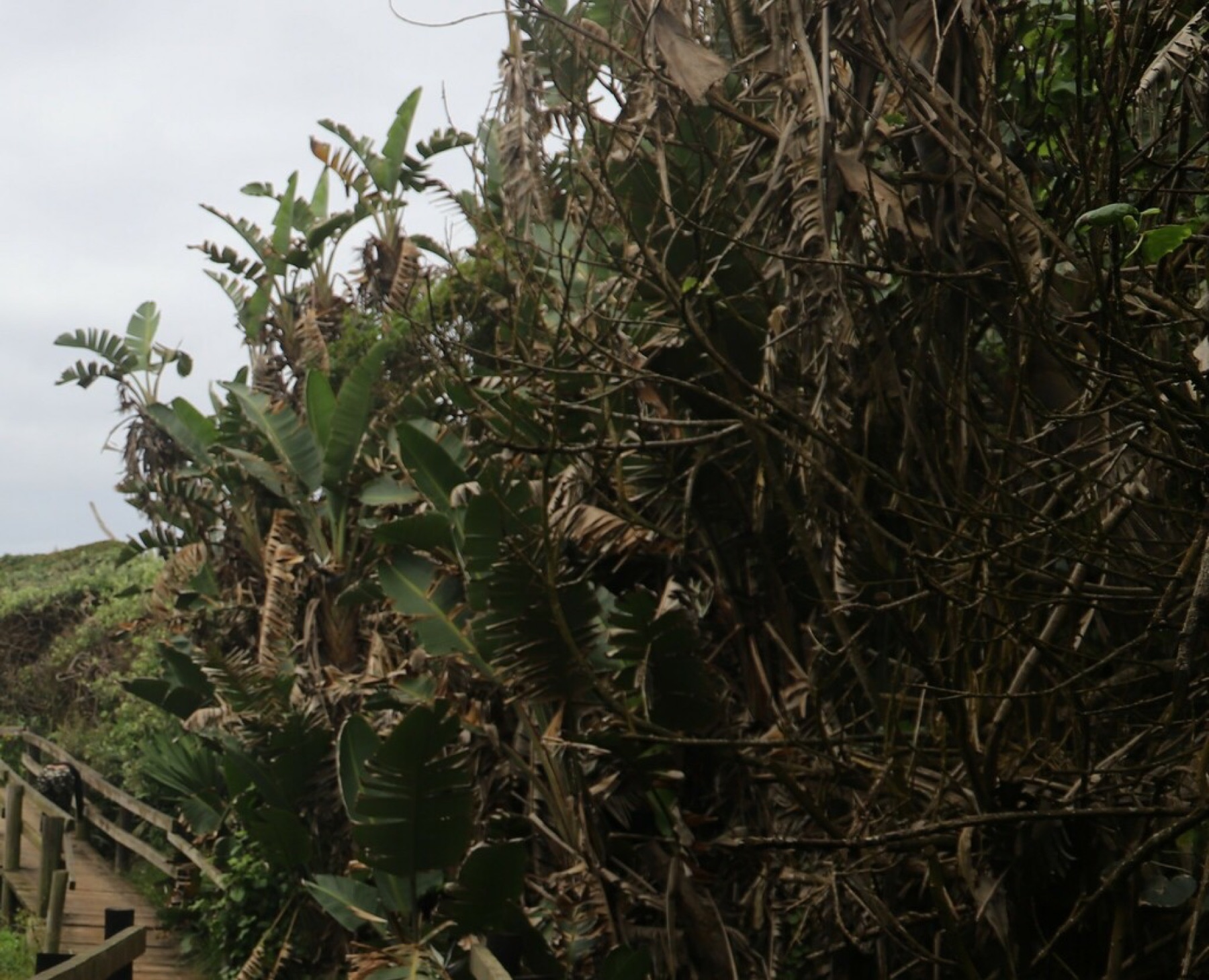 Bird of Paradise — photo 8