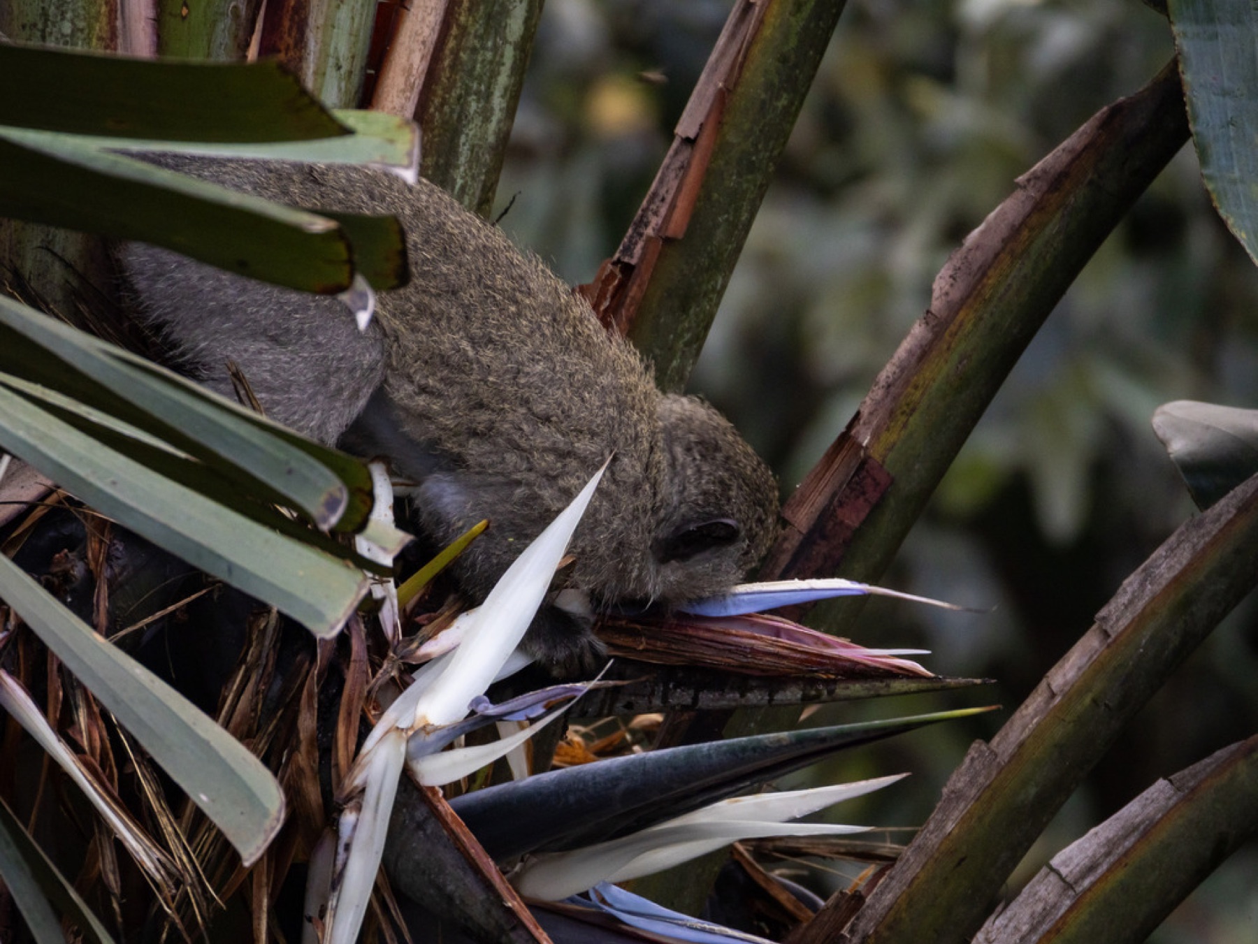 Bird of Paradise — photo 9