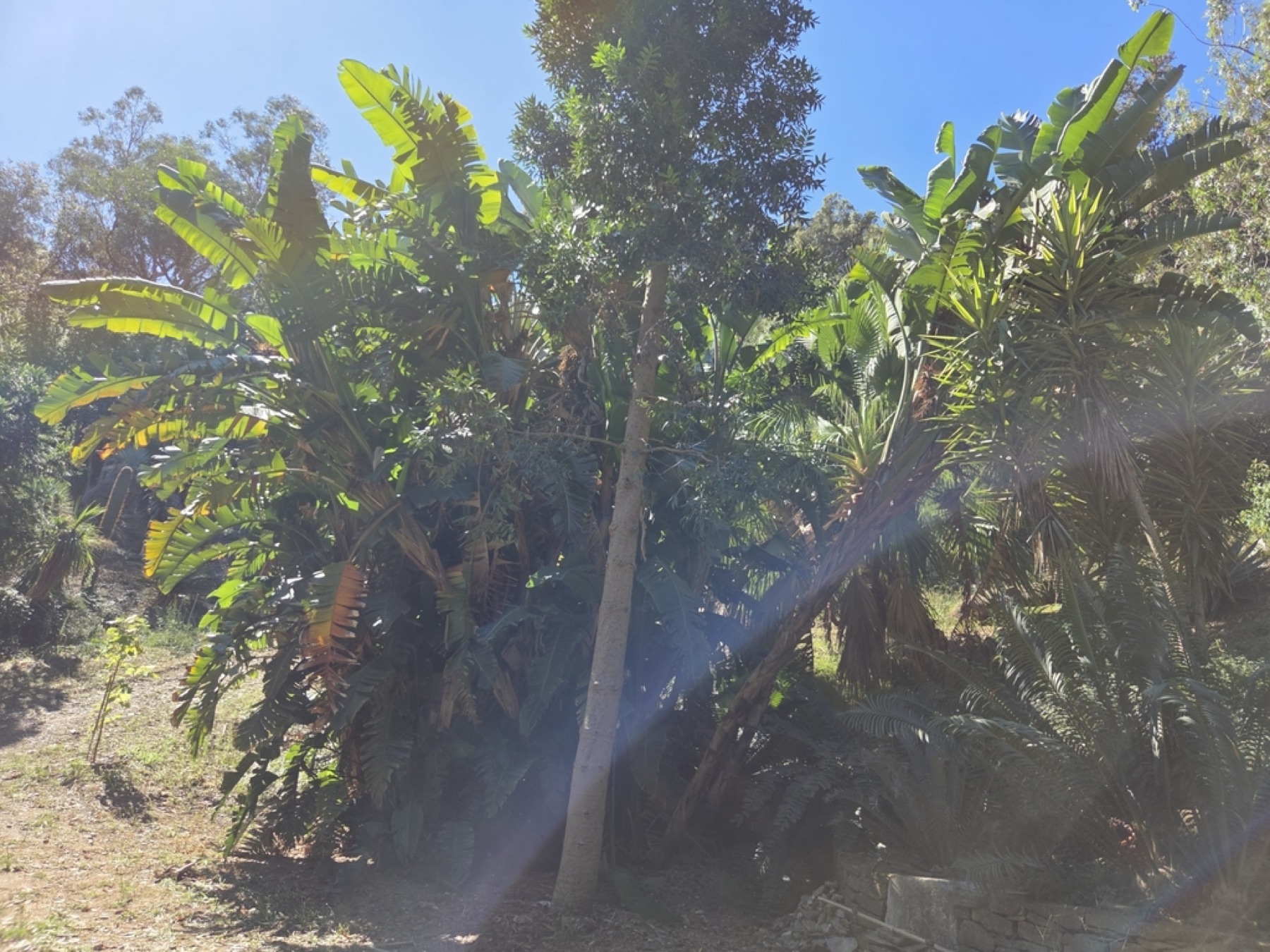 Bird of Paradise — photo 10