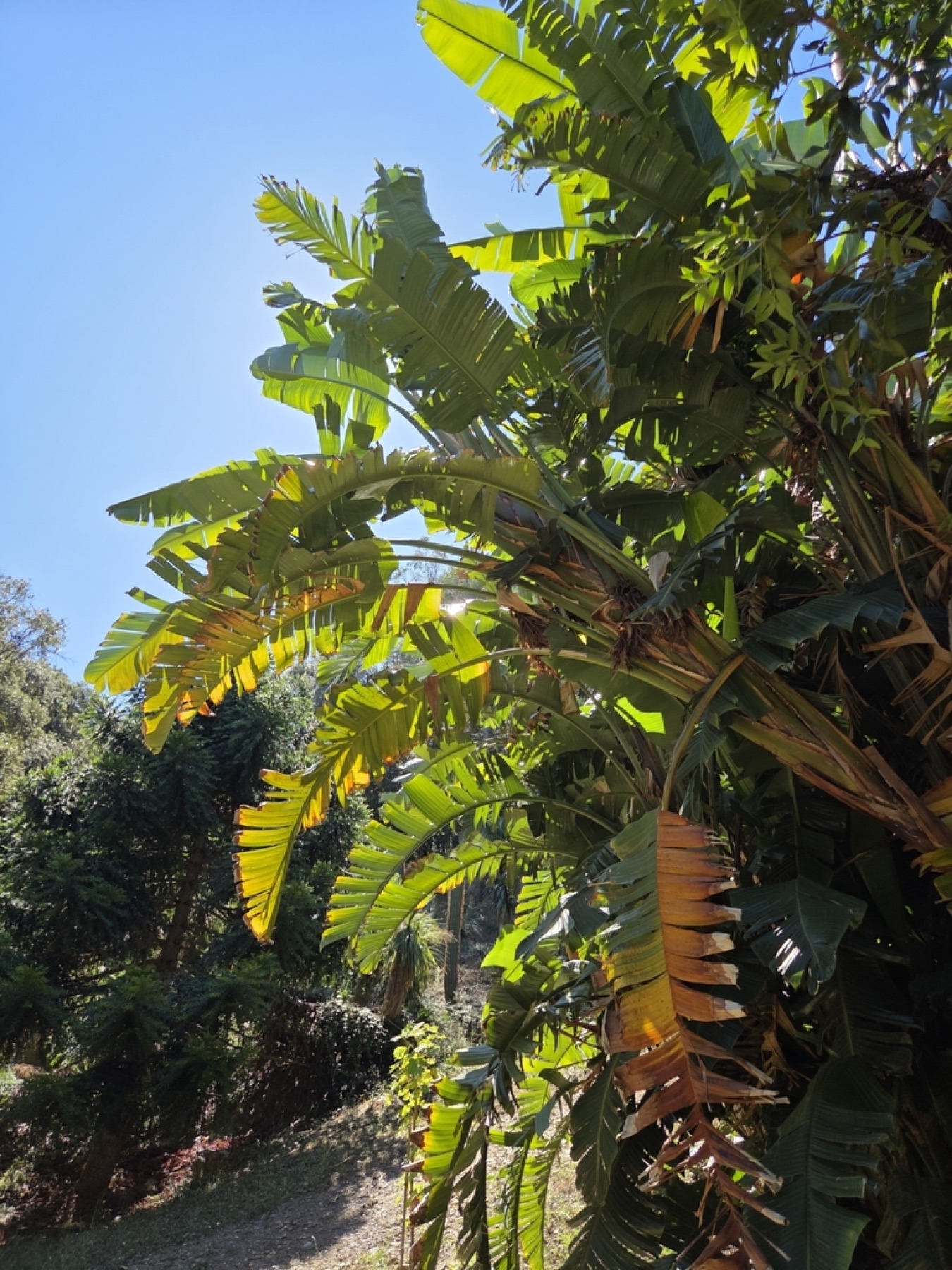 Bird of Paradise — photo 11