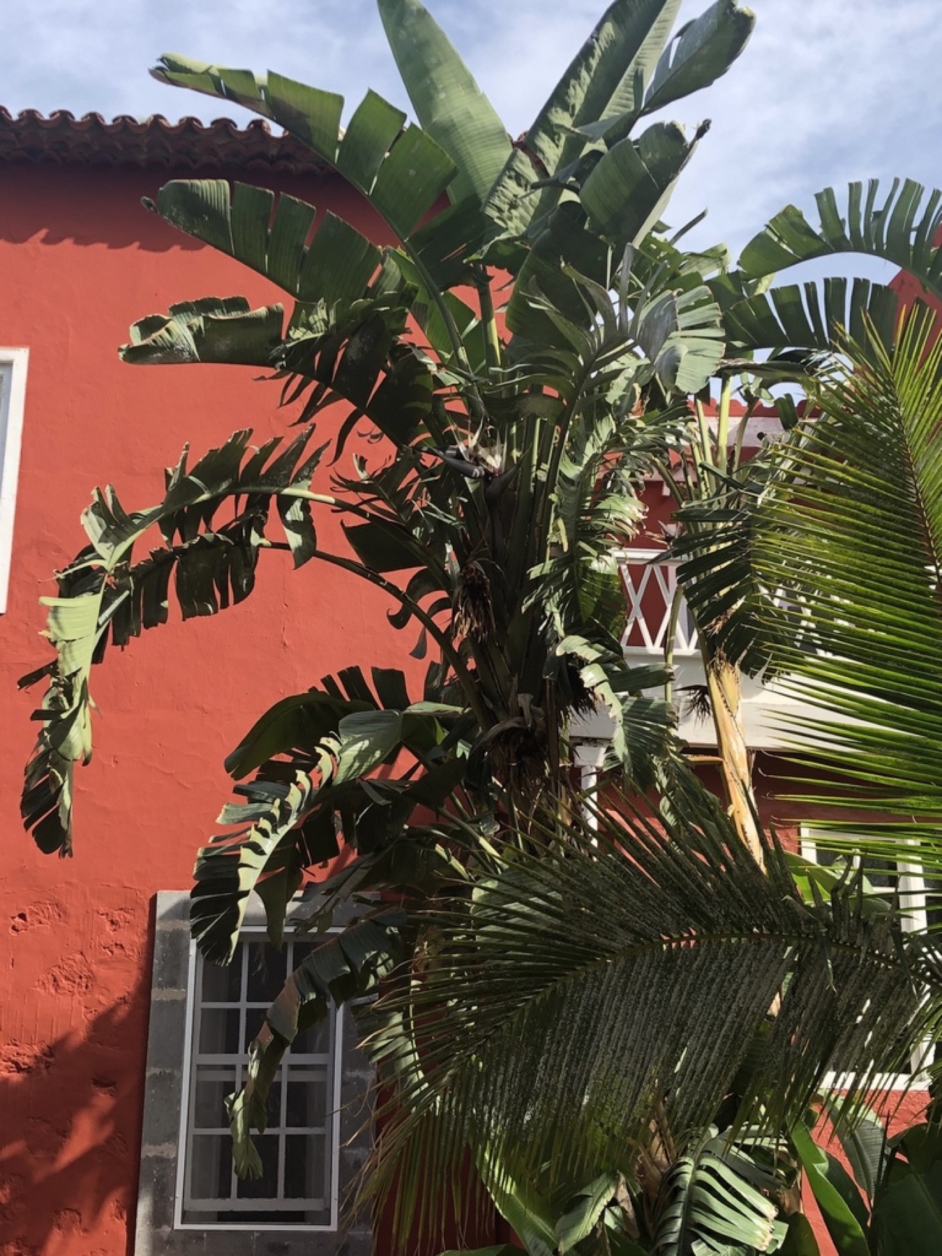 Bird of Paradise — photo 12