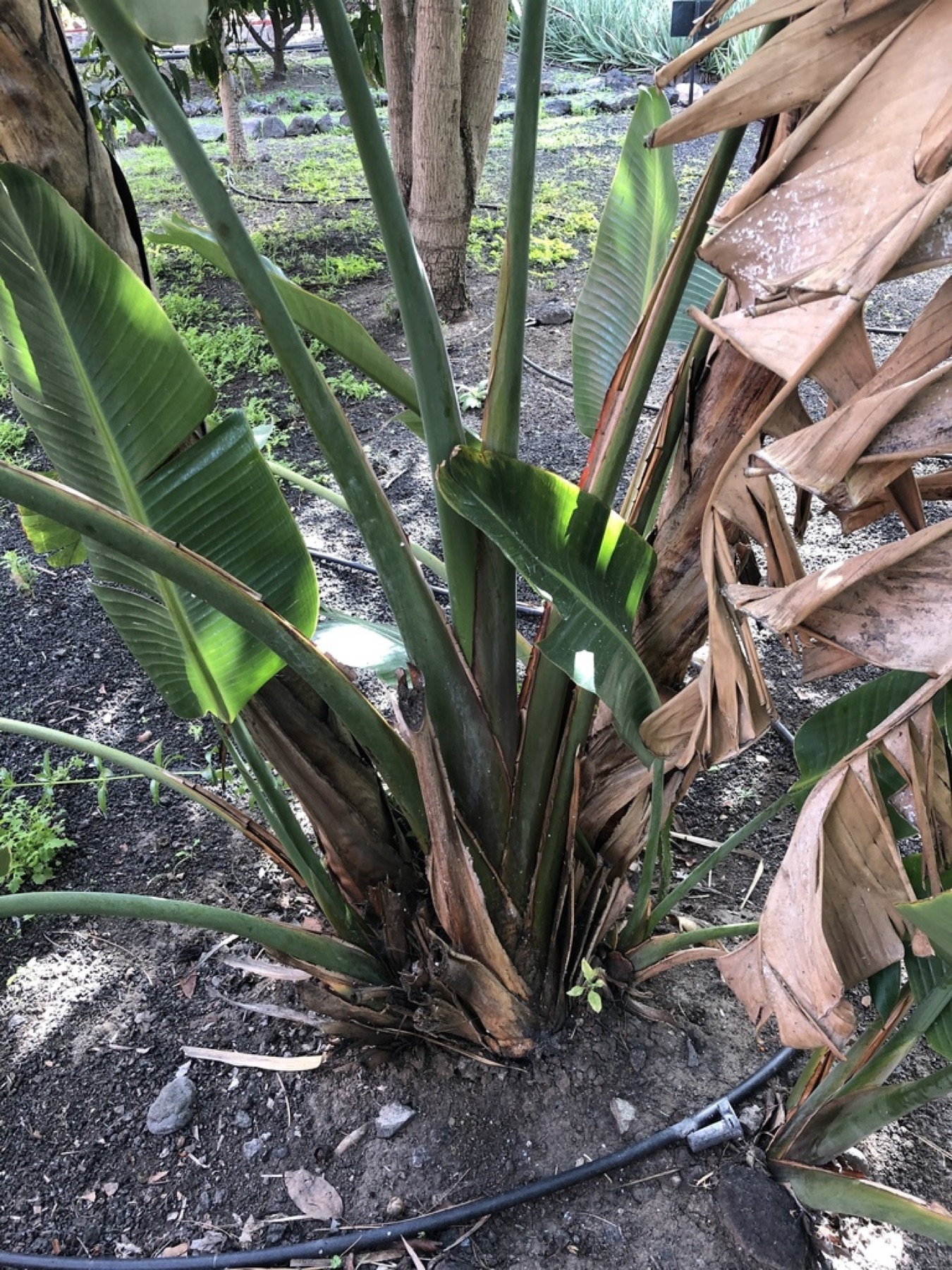 Bird of Paradise — photo 13
