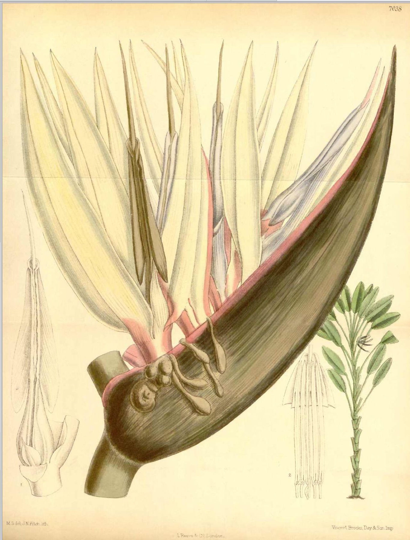 Bird of Paradise — photo 14