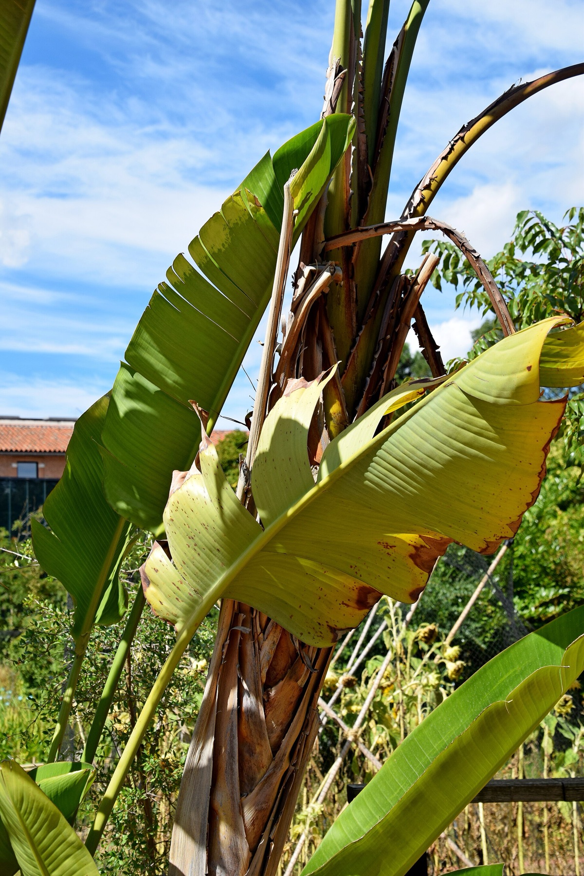 Bird of Paradise — photo 15