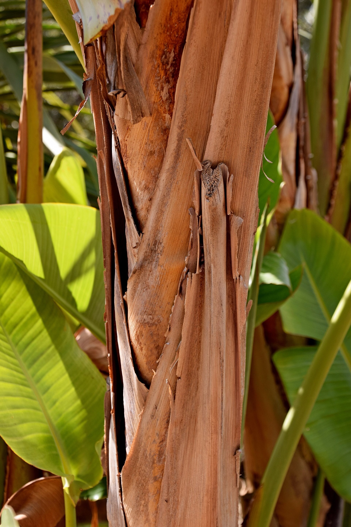 Bird of Paradise — photo 16