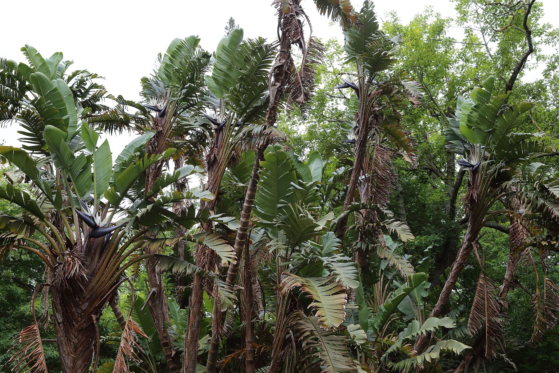 Bird of Paradise — photo 17