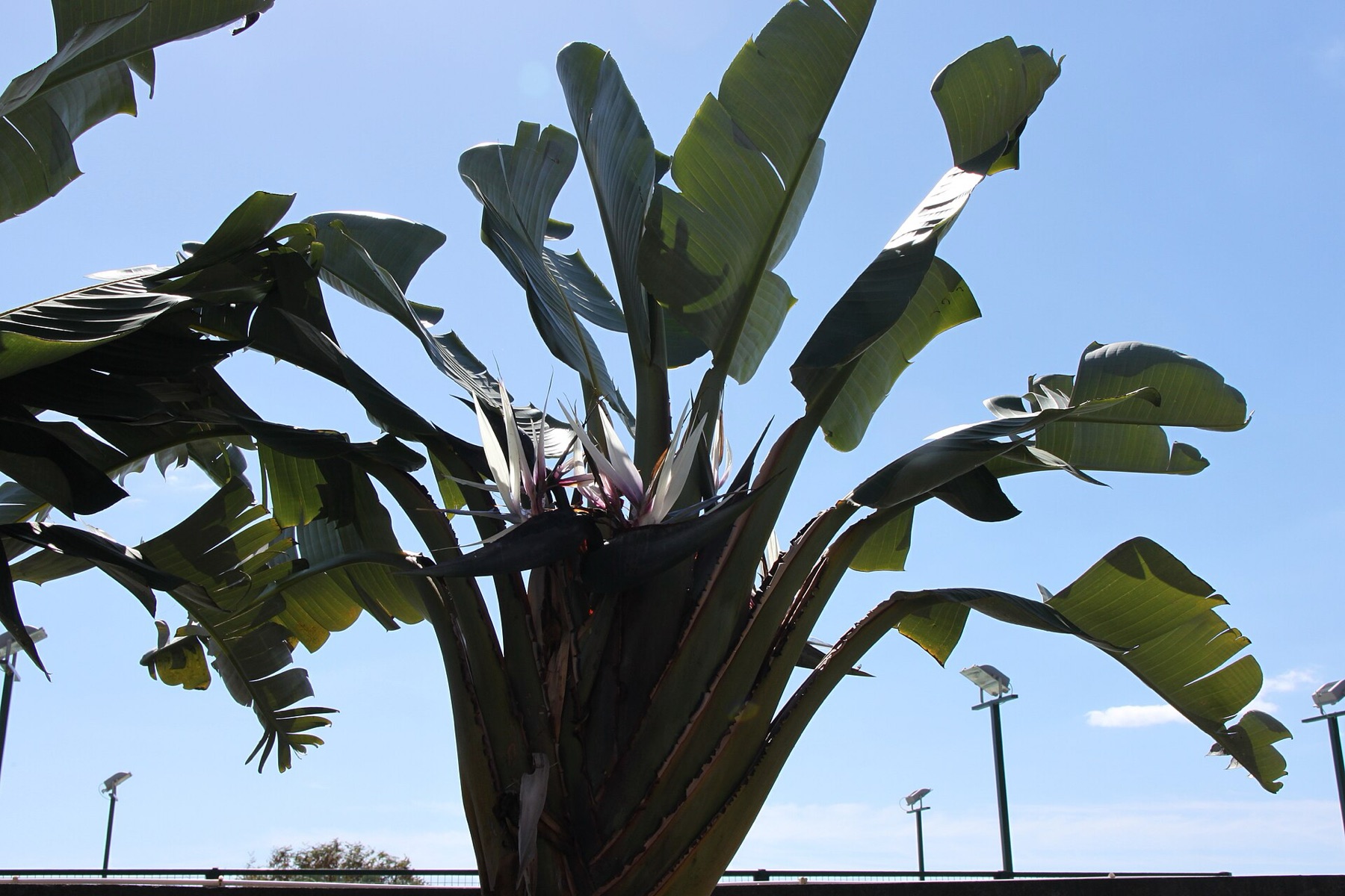 Bird of Paradise — photo 19