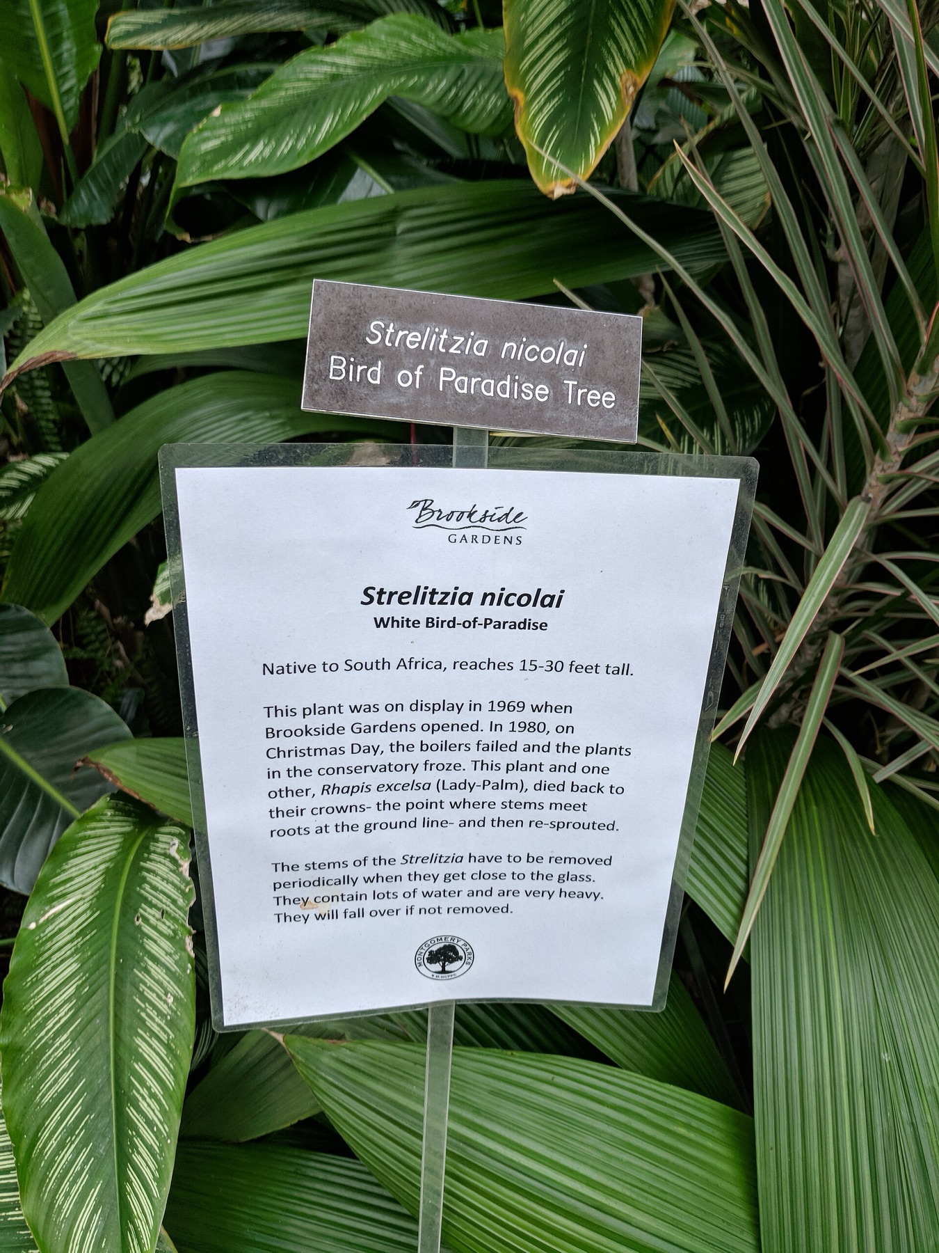 Bird of Paradise — photo 20