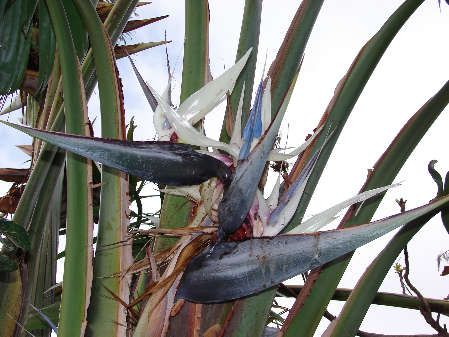 Bird of Paradise — photo 21