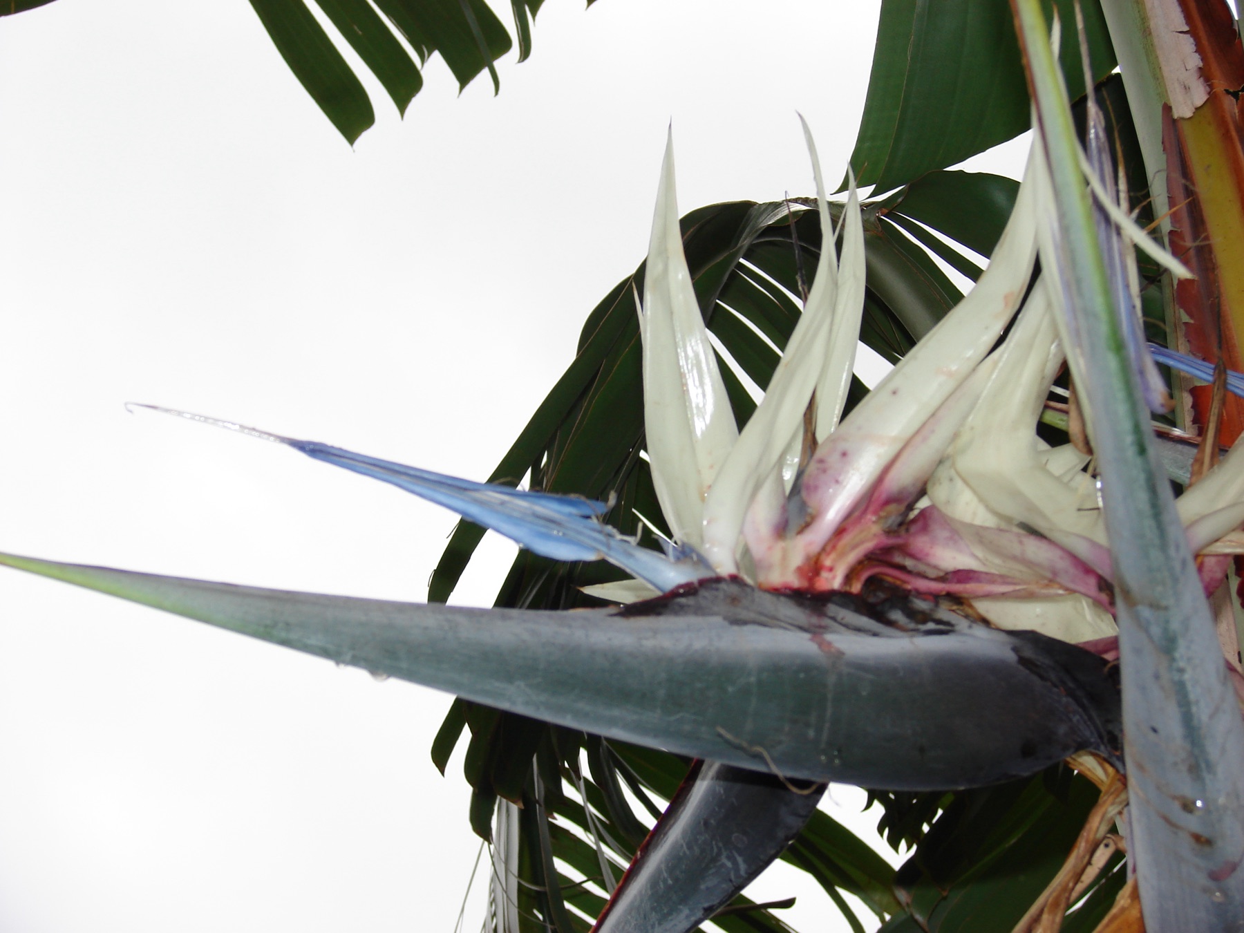 Bird of Paradise — photo 22