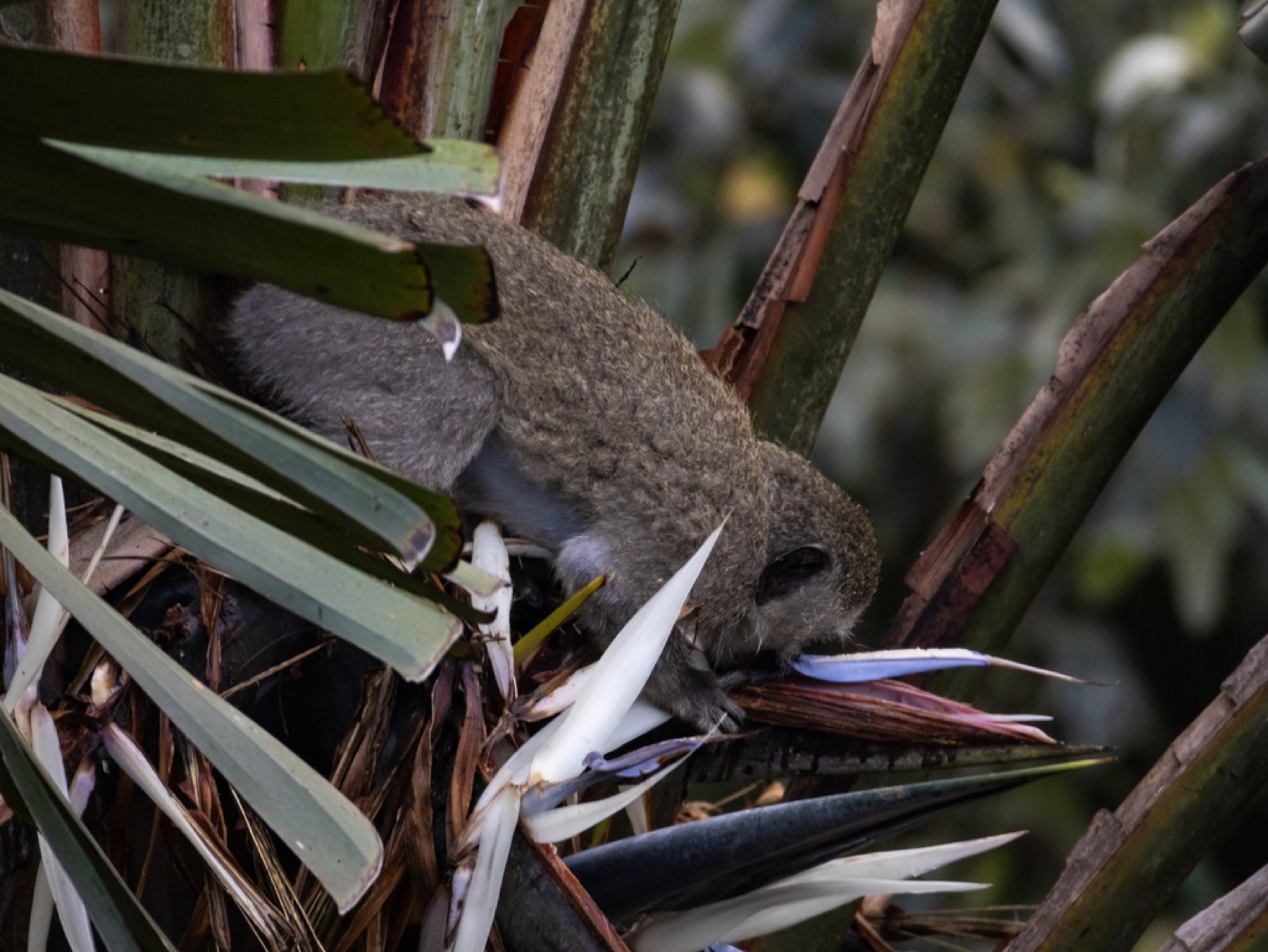 Bird of Paradise — photo 1