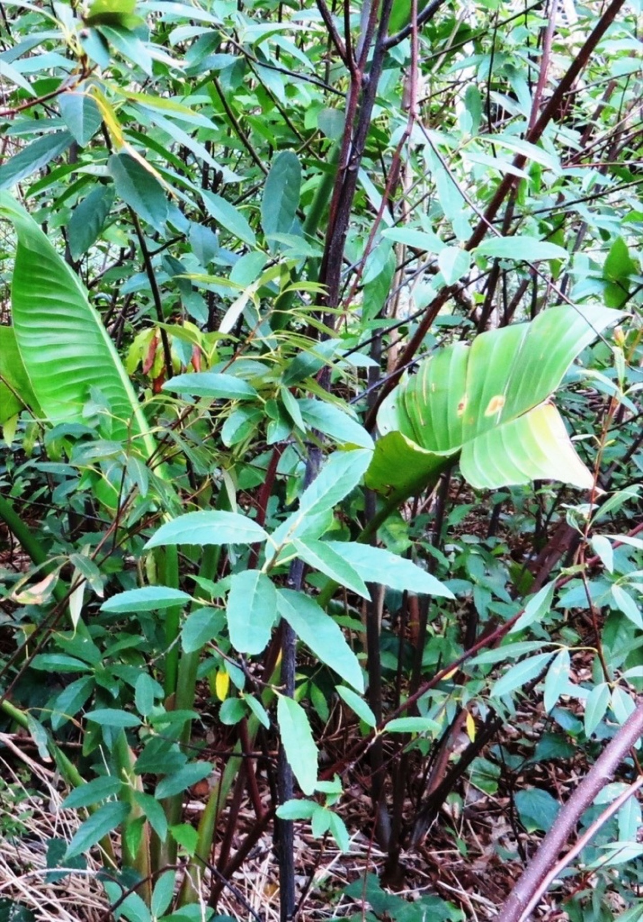 Bird of Paradise — photo 2