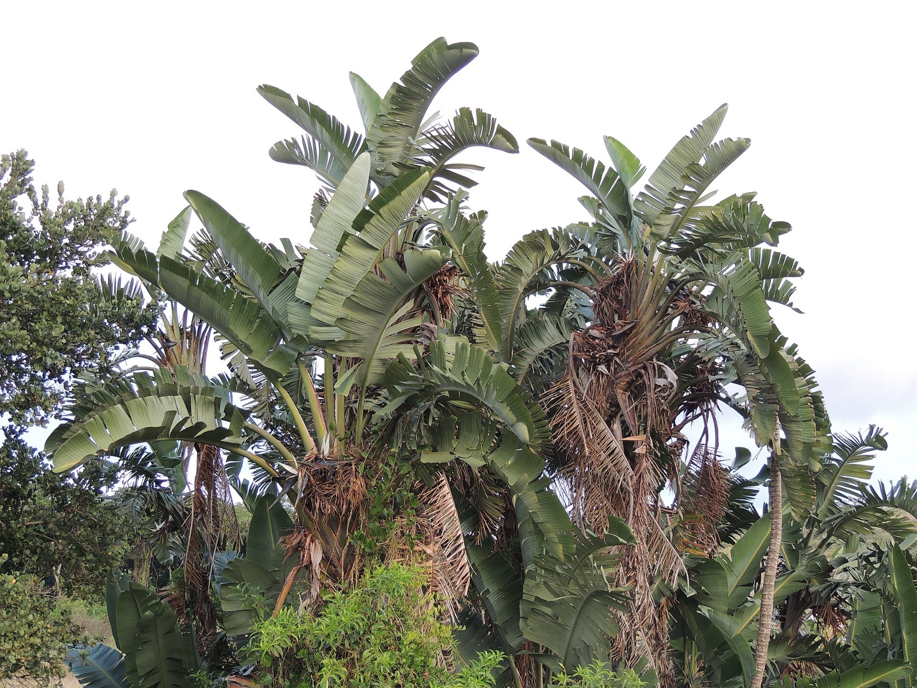 Bird of Paradise — photo 3