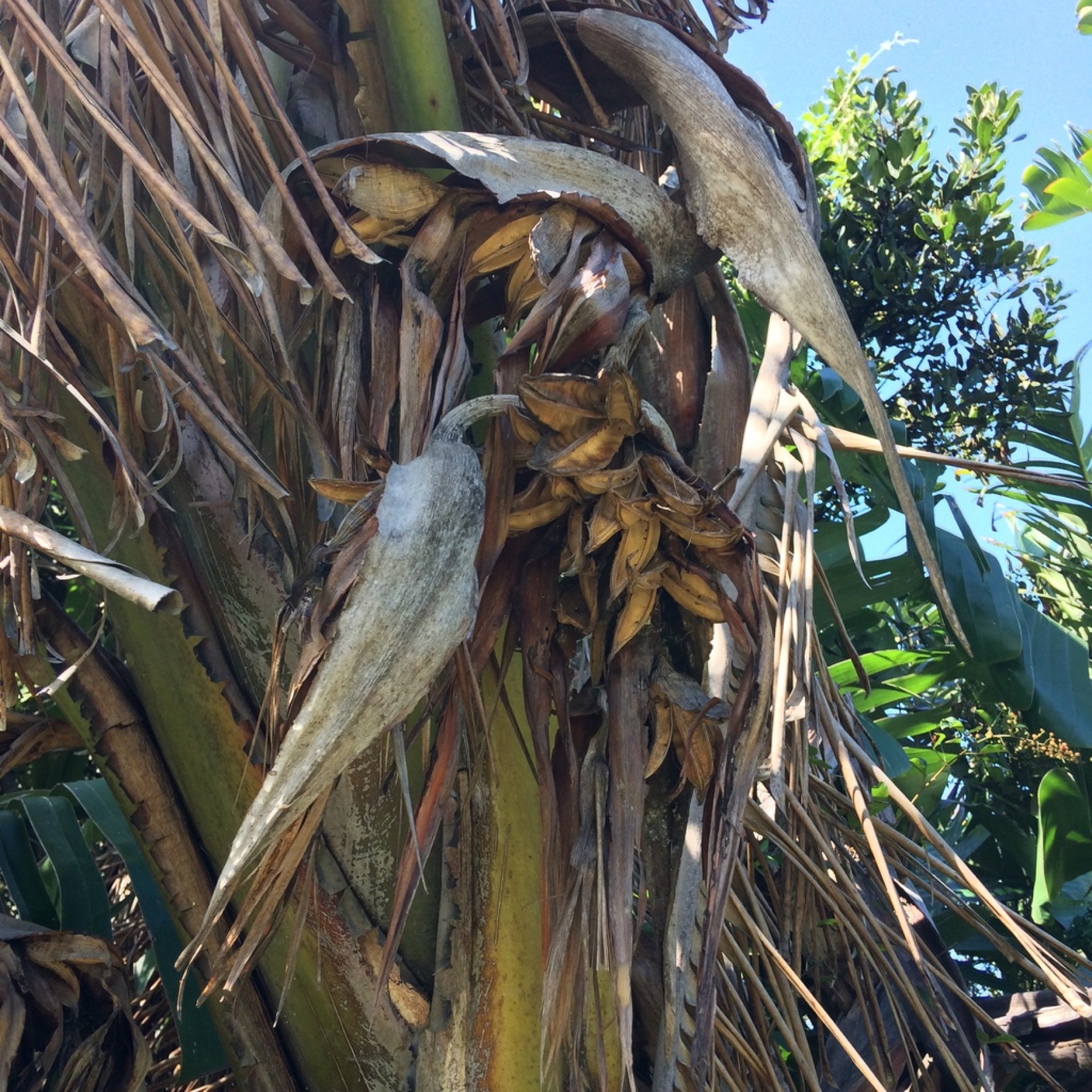 Bird of Paradise — photo 5