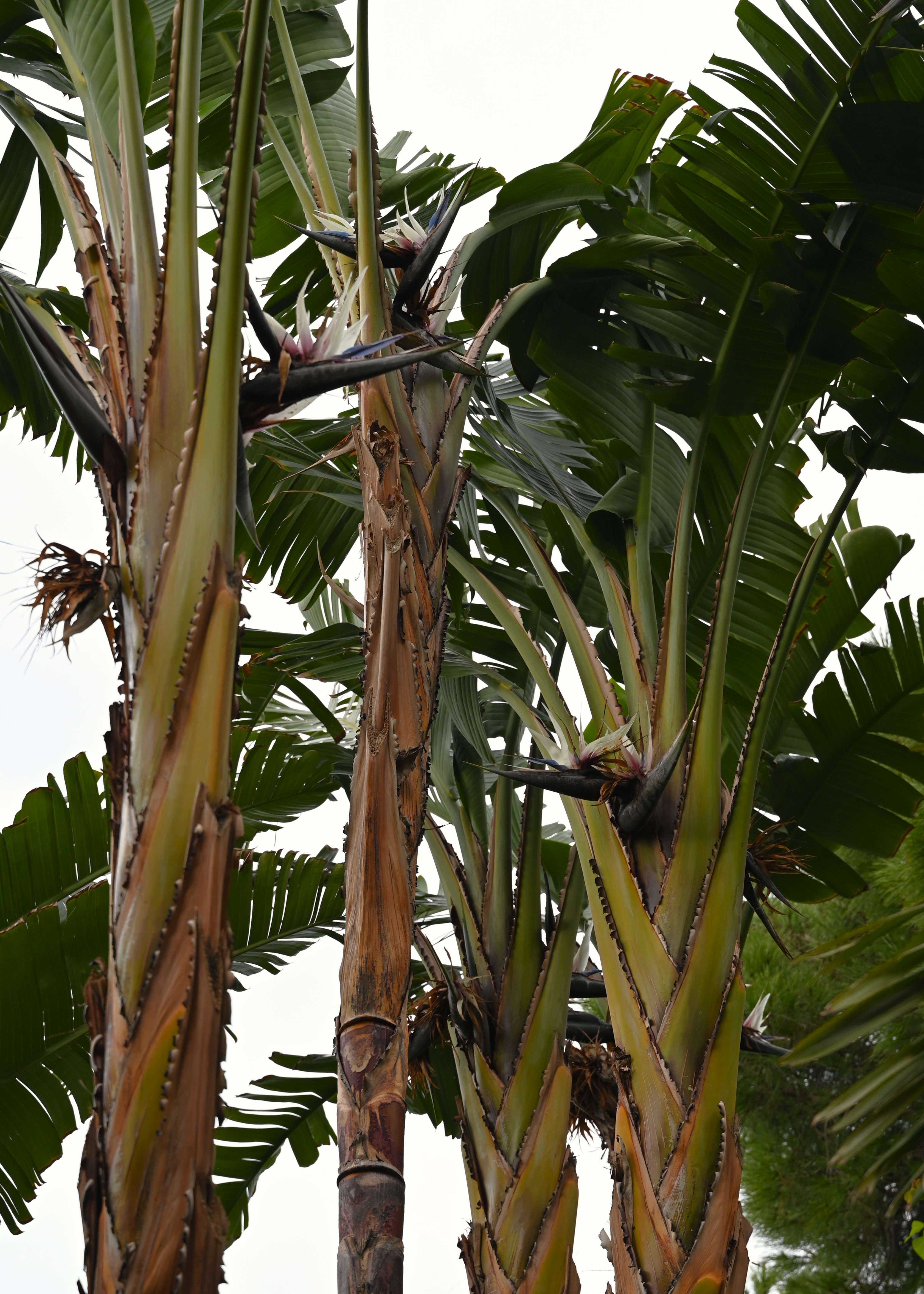 Bird of Paradise — photo 23