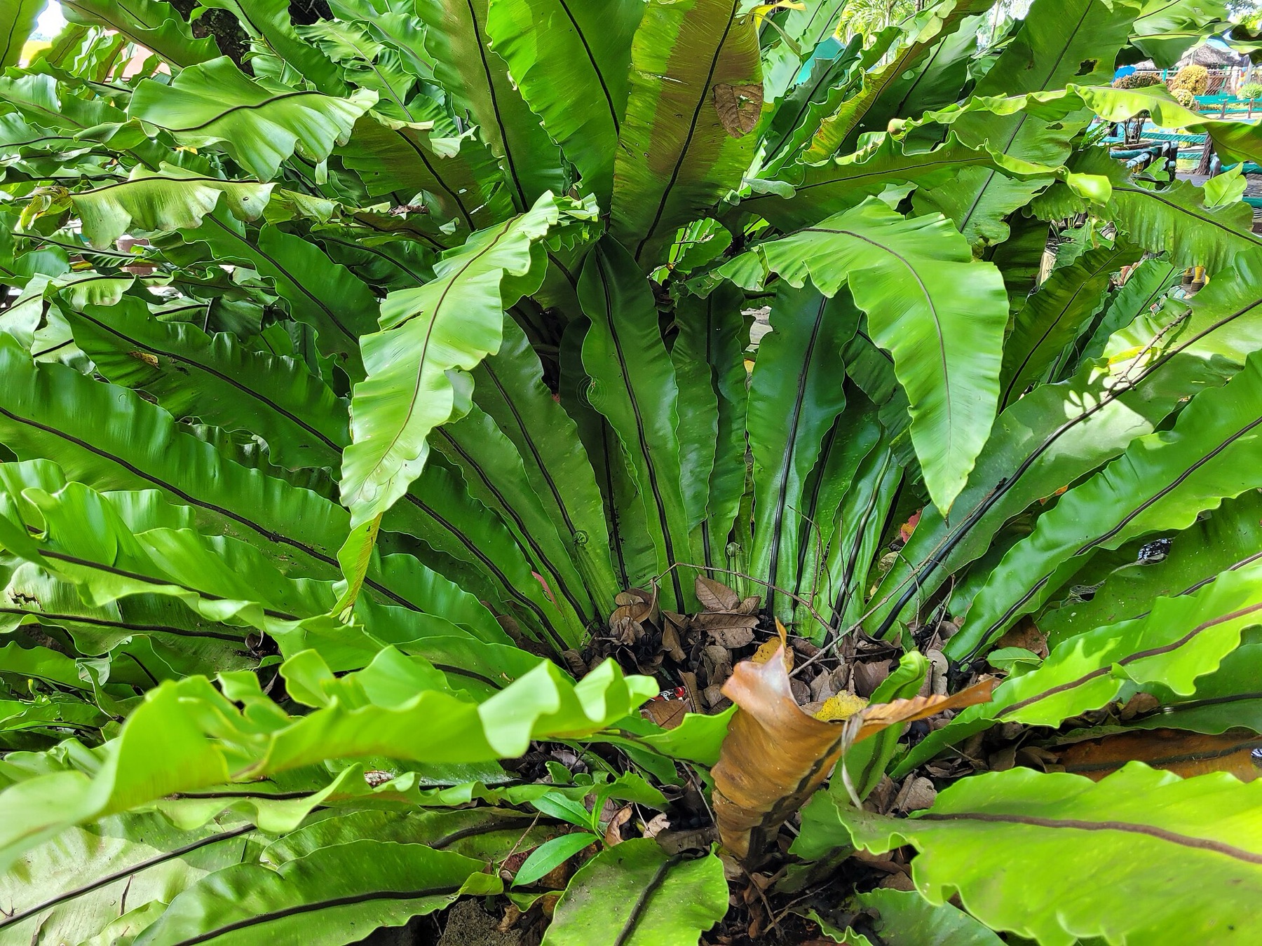 Bird's Nest Fern — photo 6