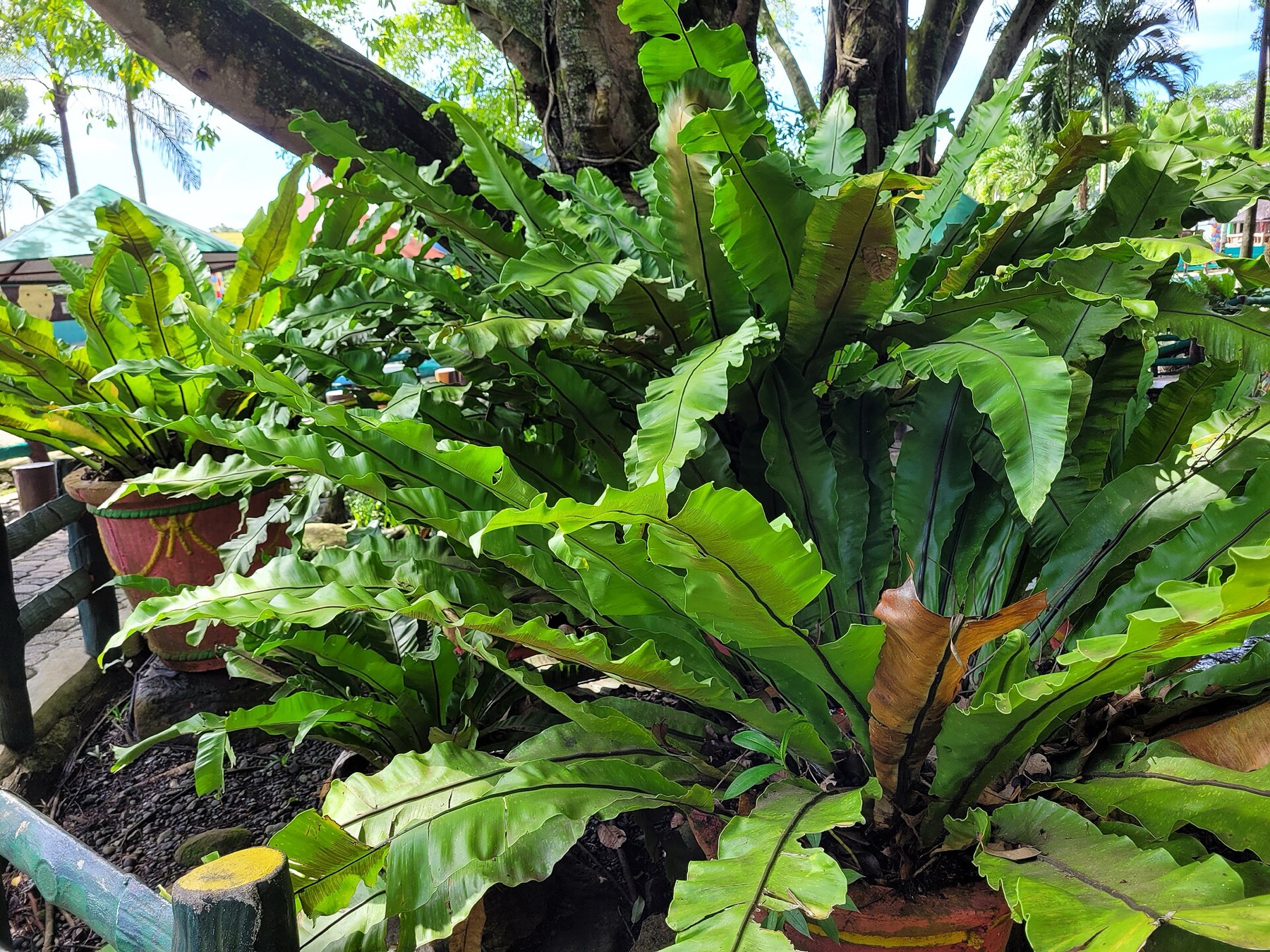 Bird's Nest Fern — photo 7