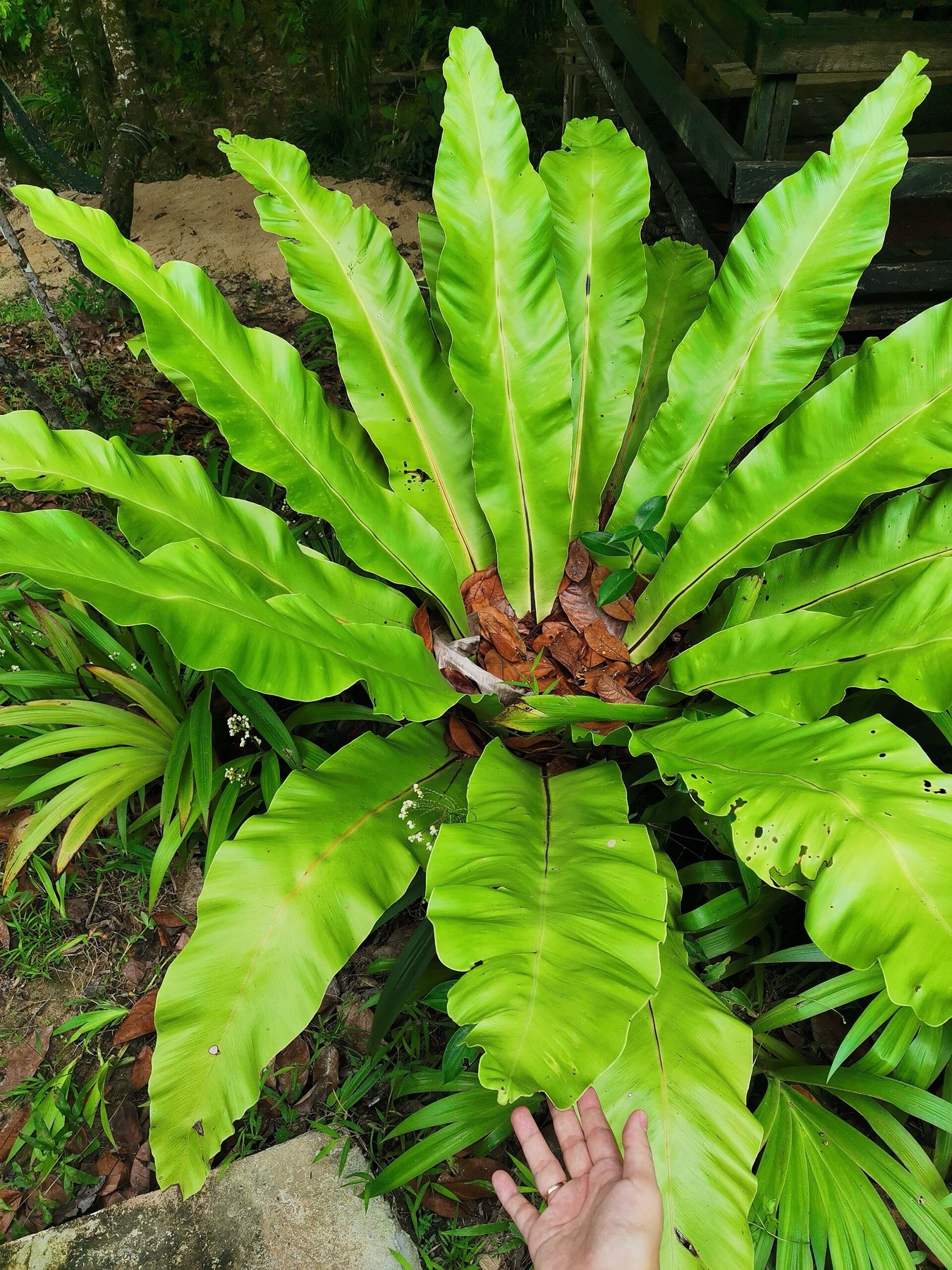 Bird's Nest Fern — photo 8