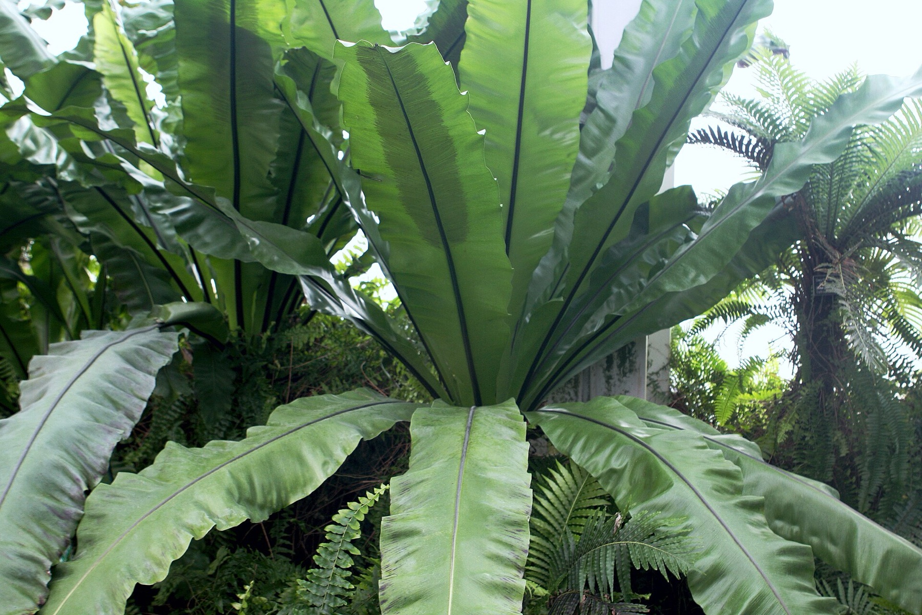 Bird's Nest Fern — photo 9