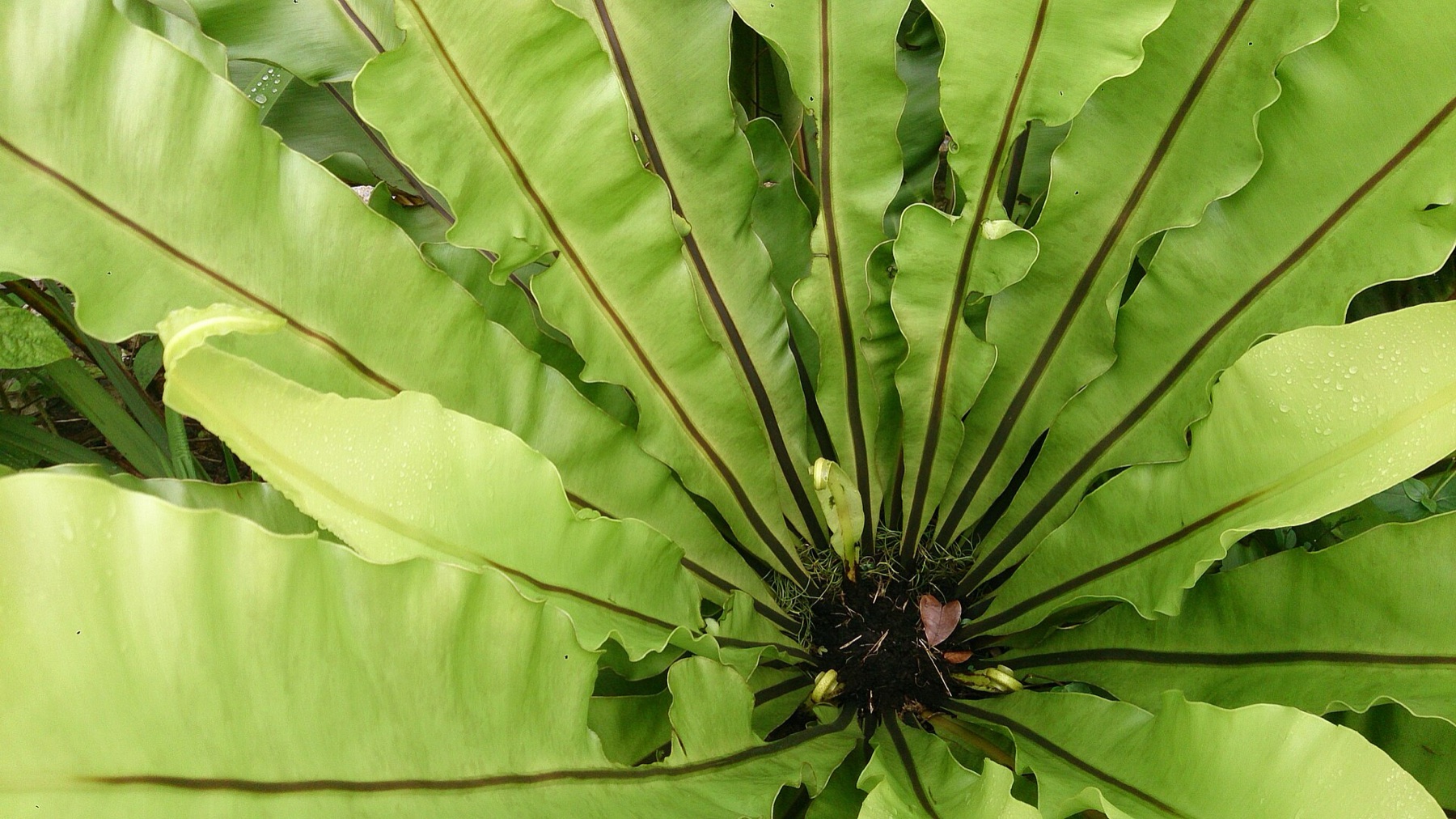 Bird's Nest Fern — photo 10