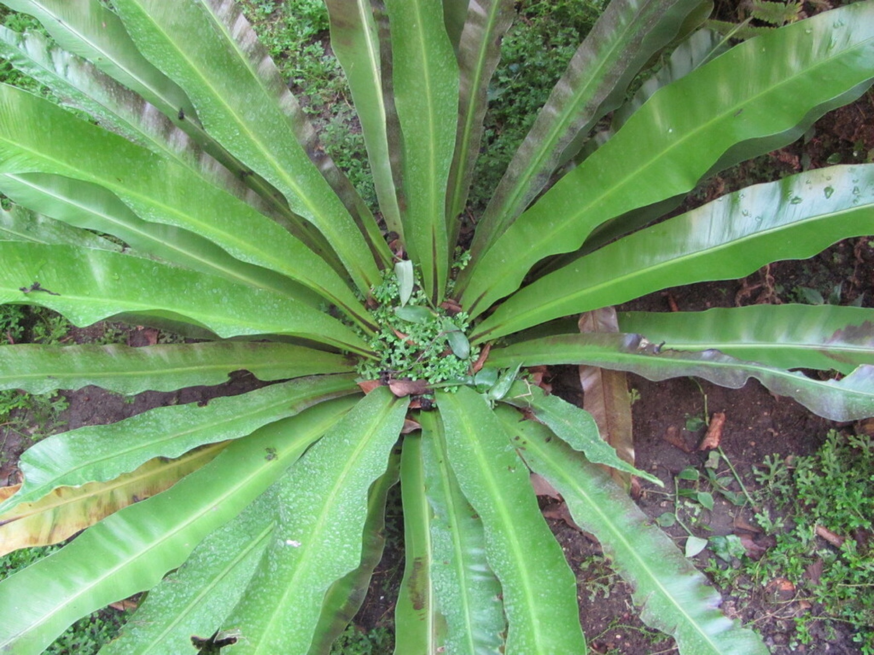 Bird's Nest Fern — photo 12
