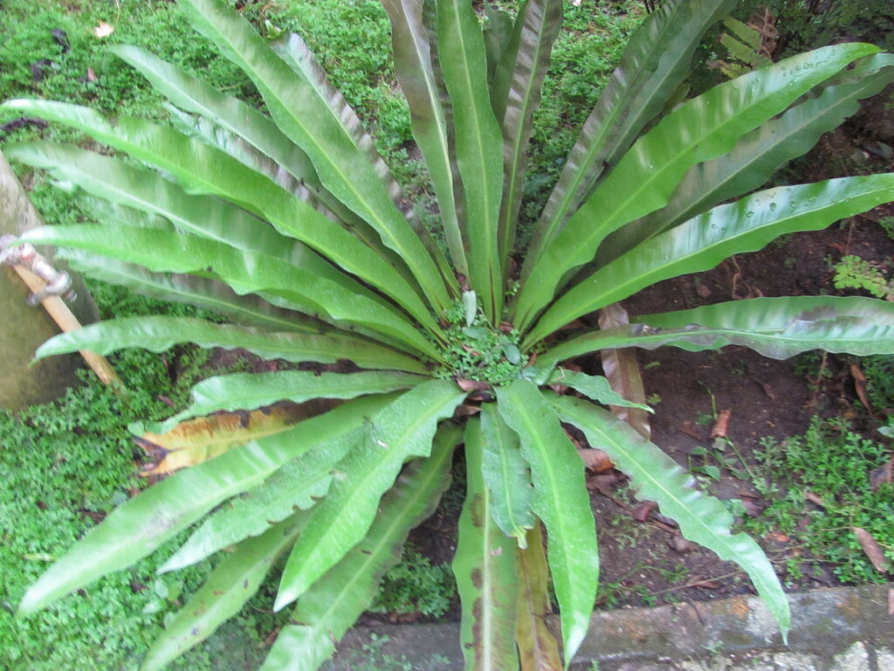 Bird's Nest Fern — photo 13