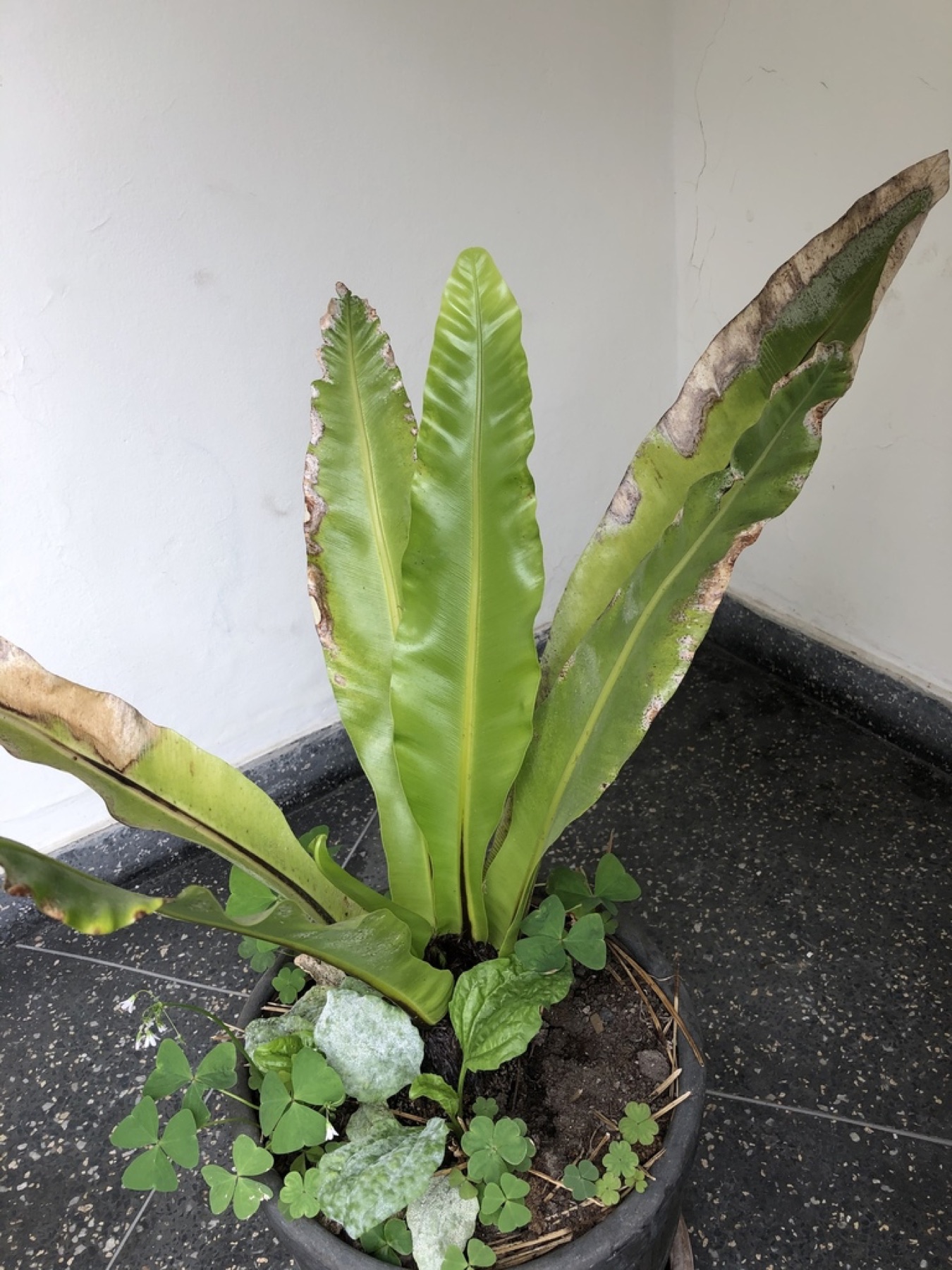 Bird's Nest Fern — photo 14