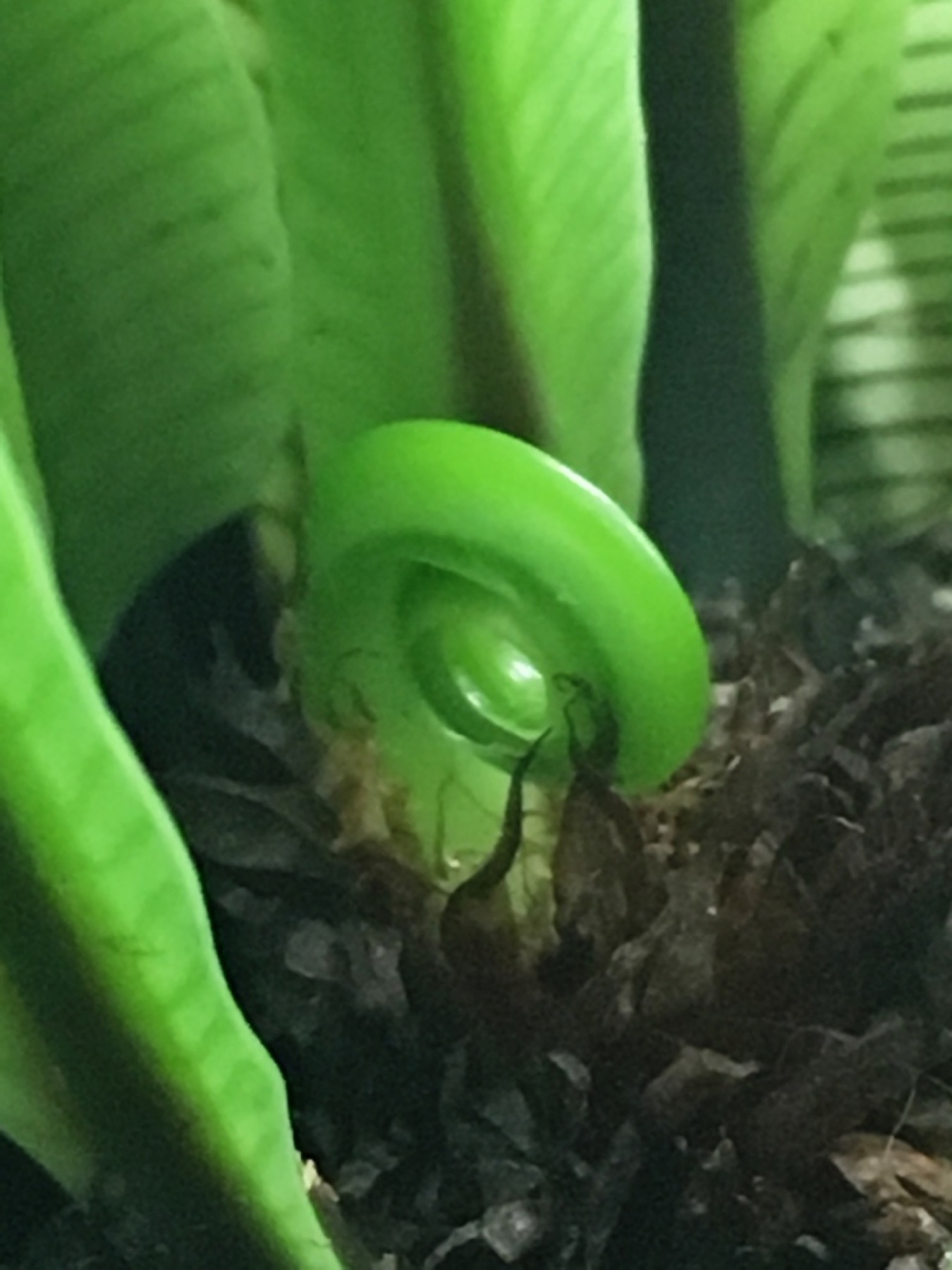 Bird's Nest Fern — photo 15