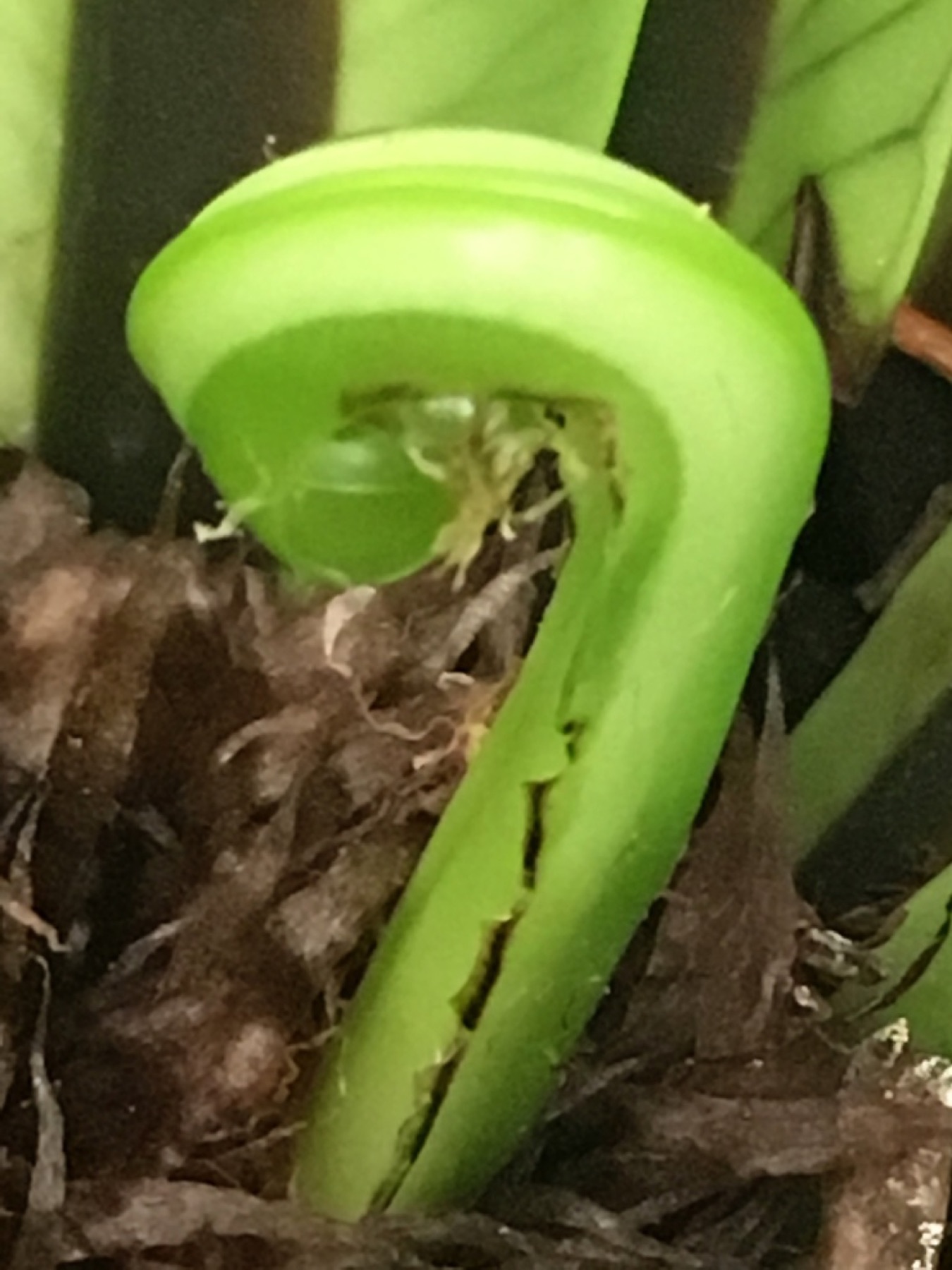 Bird's Nest Fern — photo 16