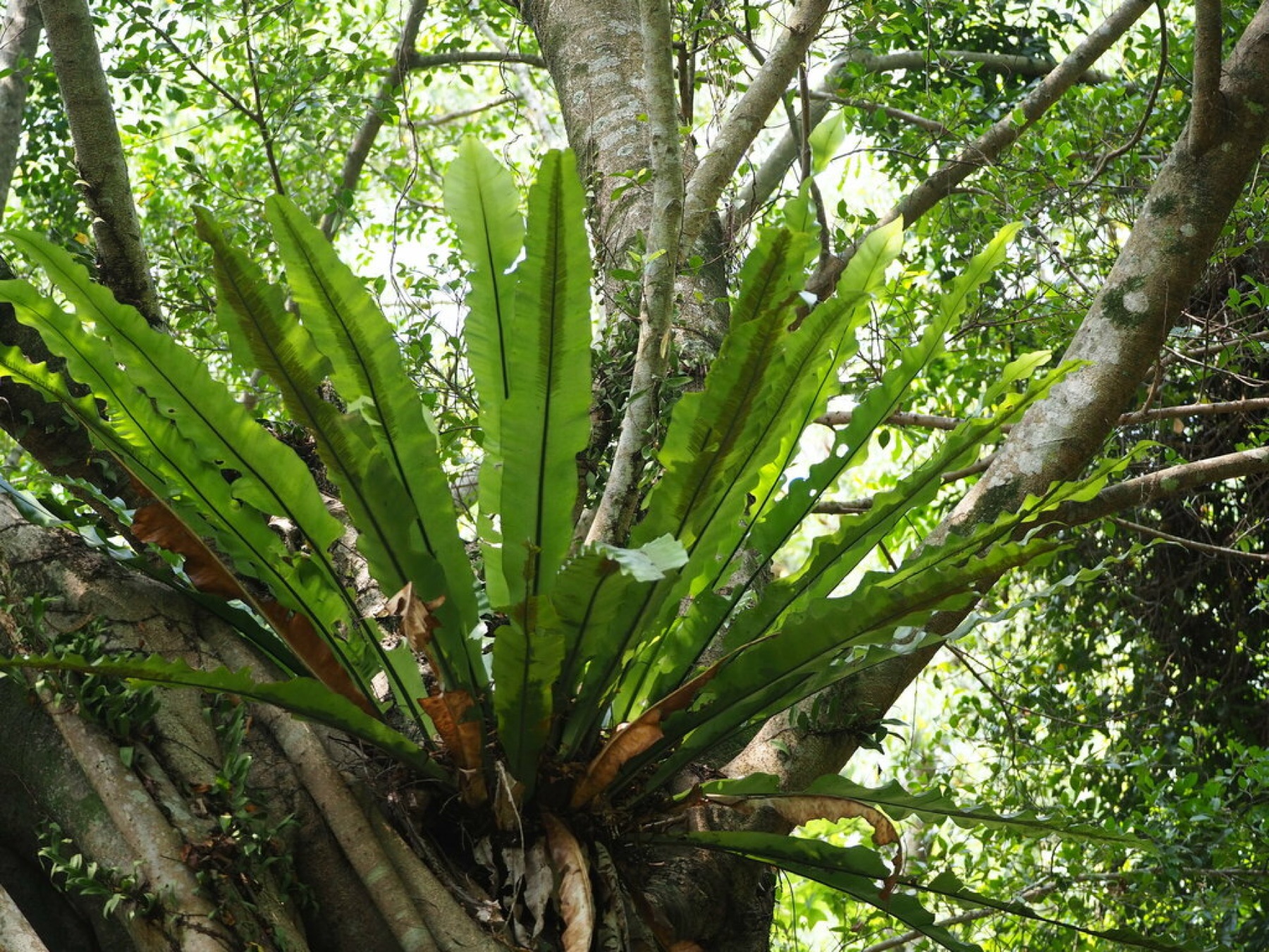 Bird's Nest Fern — photo 17