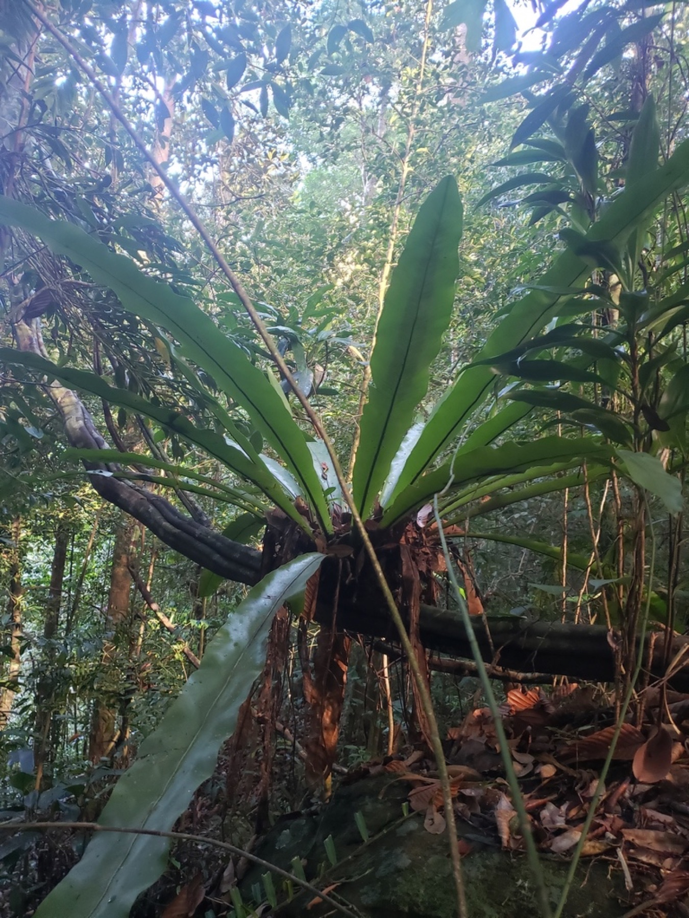 Bird's Nest Fern — photo 18