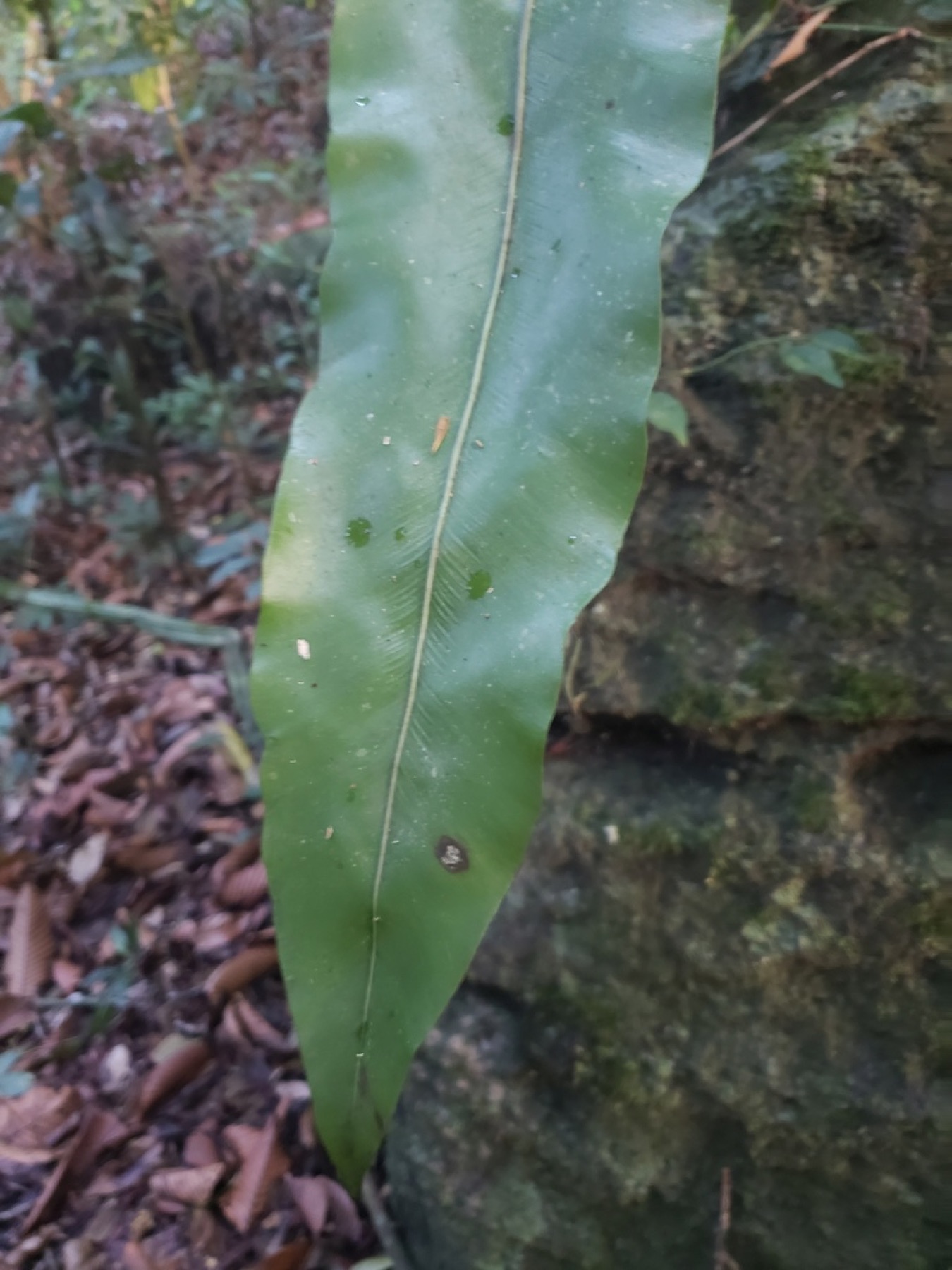 Bird's Nest Fern — photo 19