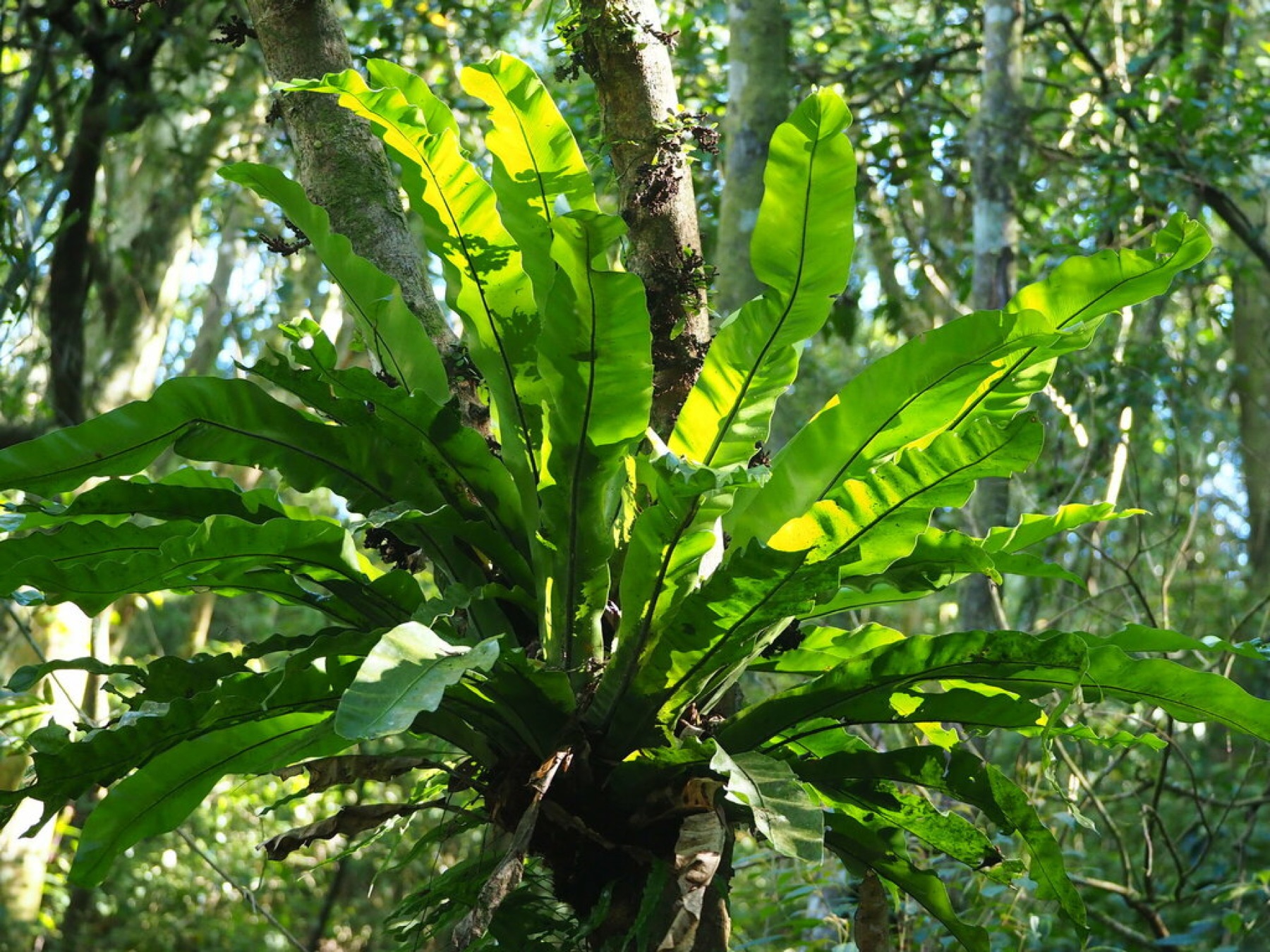 Bird's Nest Fern — photo 20
