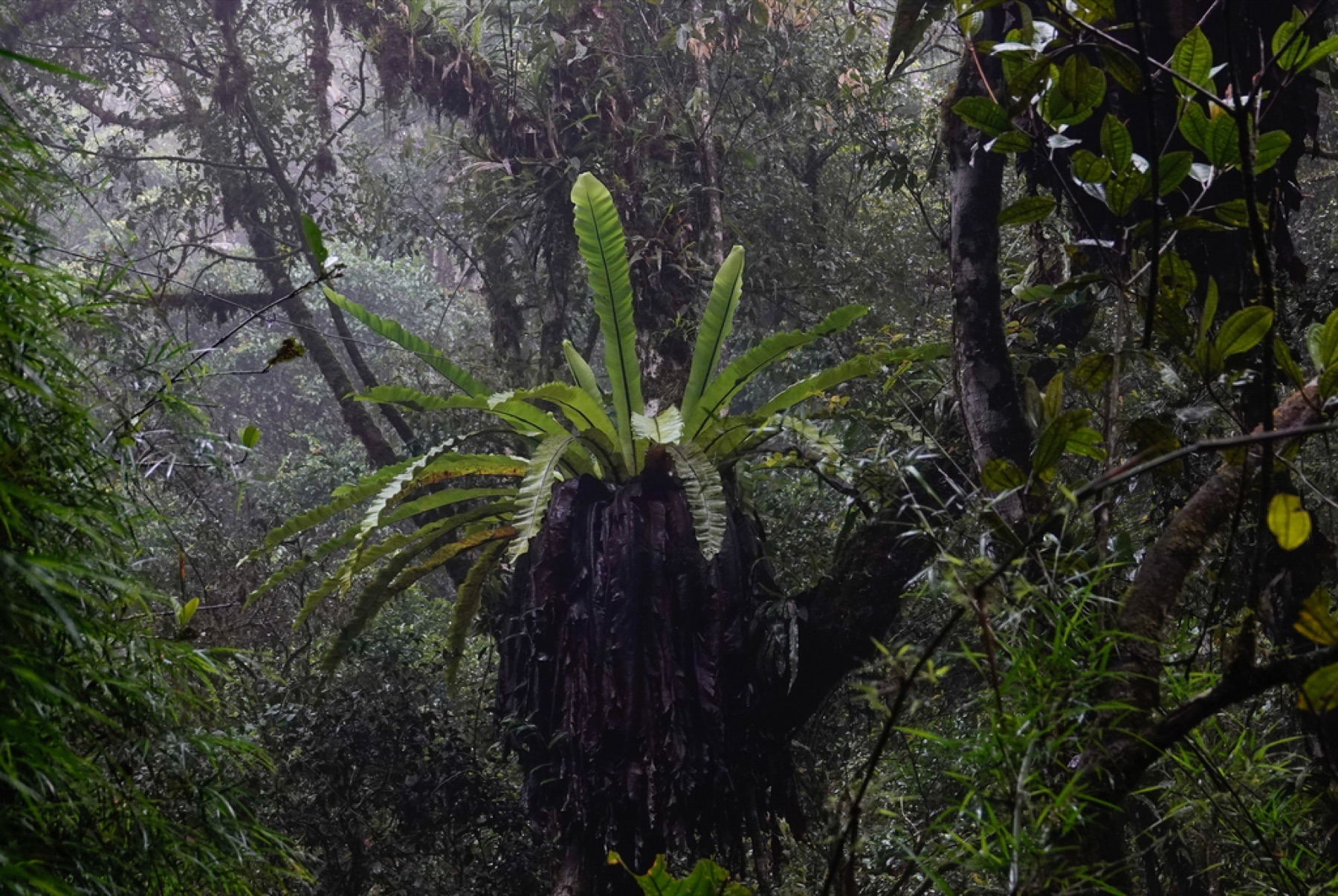 Bird's Nest Fern — photo 21
