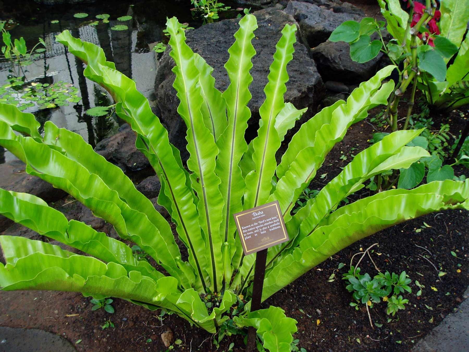 Bird's Nest Fern — photo 23