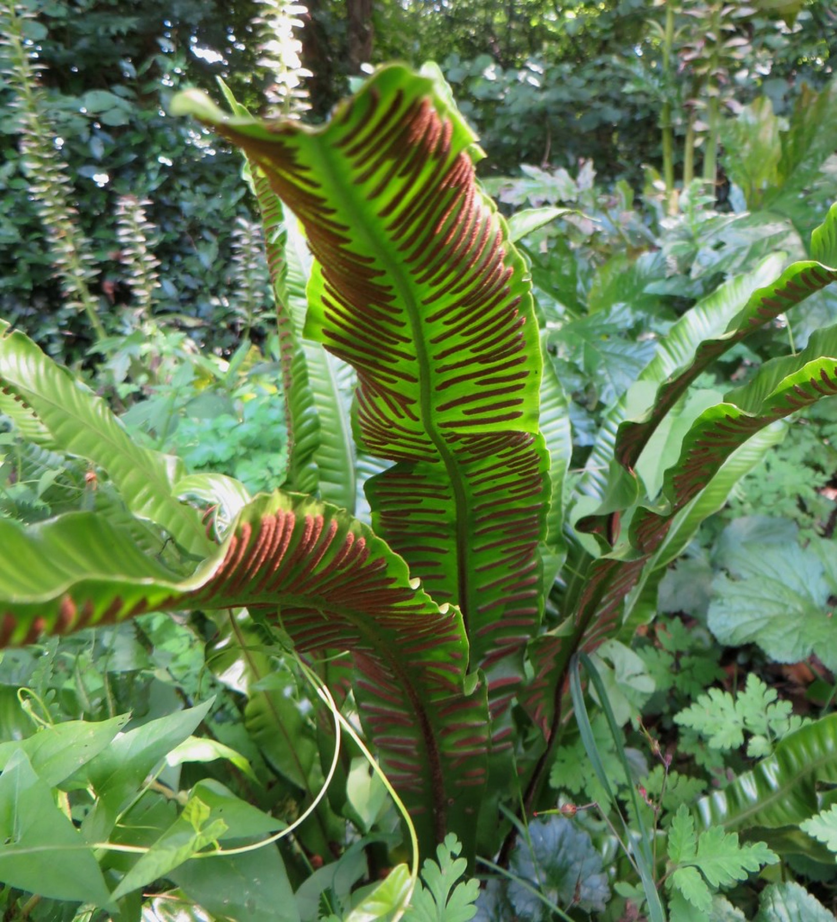 Bird's Nest Fern — photo 1