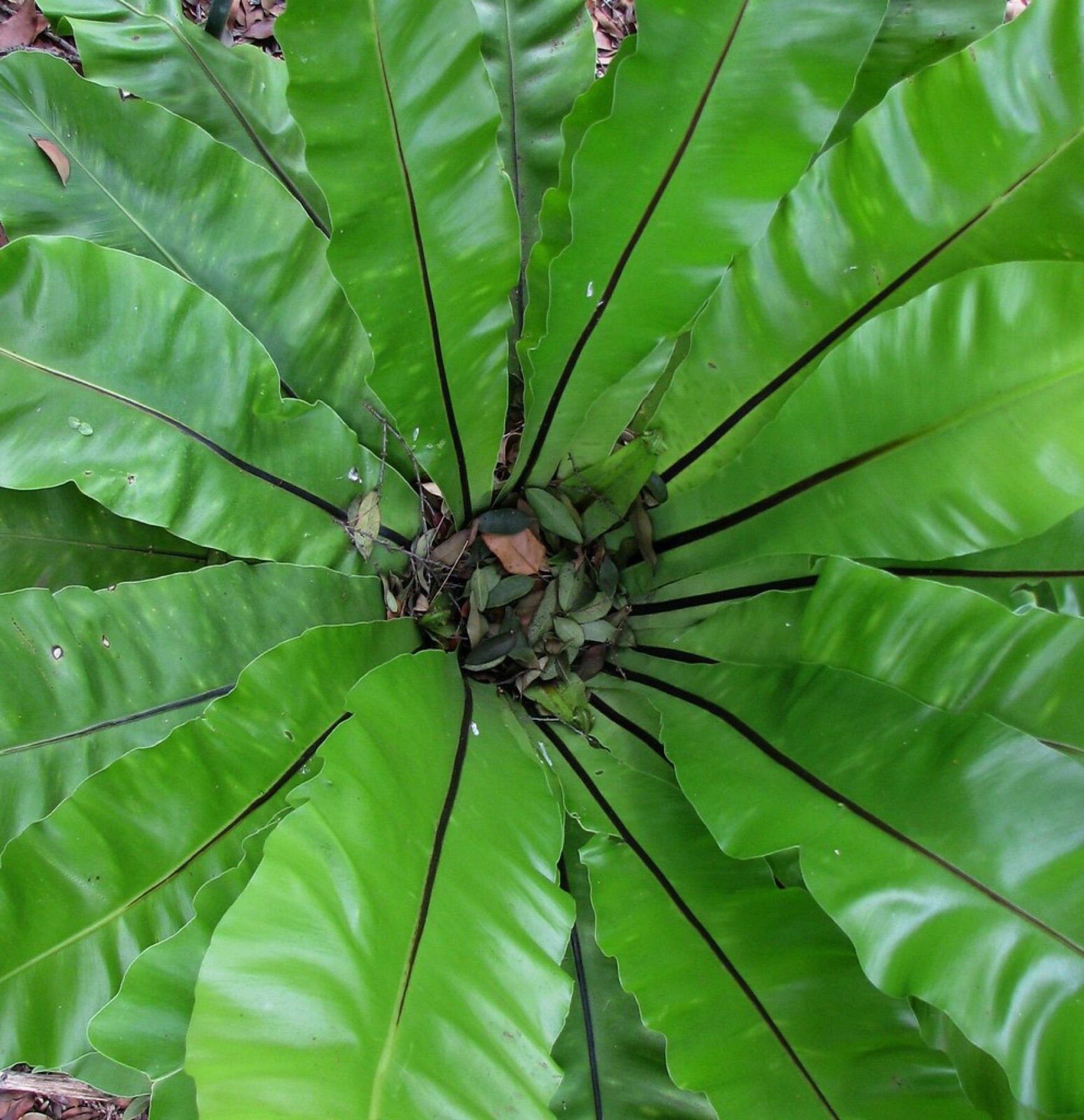 Bird's Nest Fern — photo 2